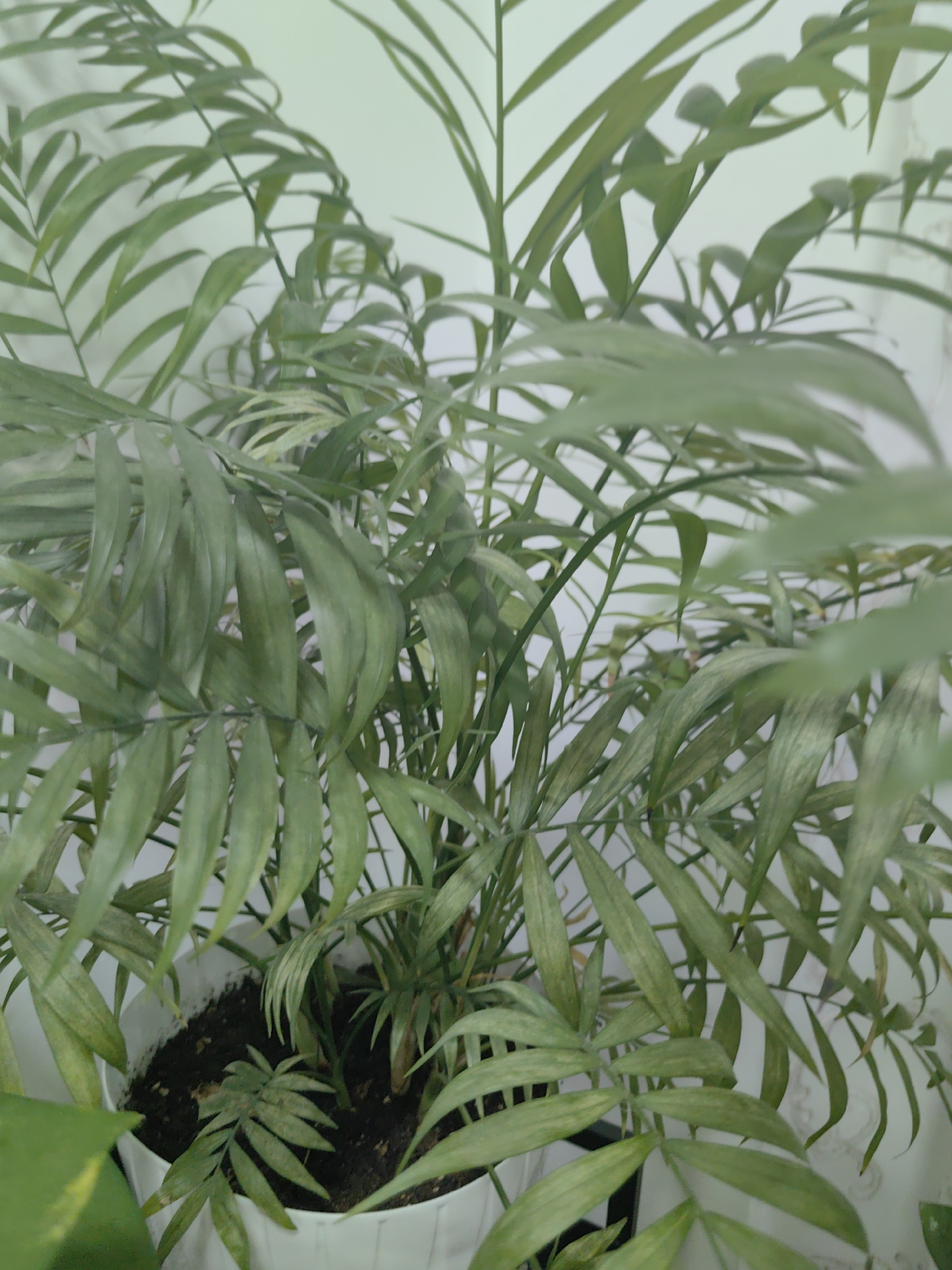 The image shows a close-up of a potted parlor palm plant. The plant has numerous long, slender, green fronds that arch and overlap, obscuring much of the pot and the background. The pot itself appears to be white and ribbed. The soil within the pot is dark and moist. The background is a plain, light-colored wall, possibly off-white or pale green. No people or other objects are visible in the image. The lighting is soft and diffused, creating a slightly hazy effect. The image does not contain any information that would indicate its location in Rumaithiya, Kuwait, or any other specific geographical area.