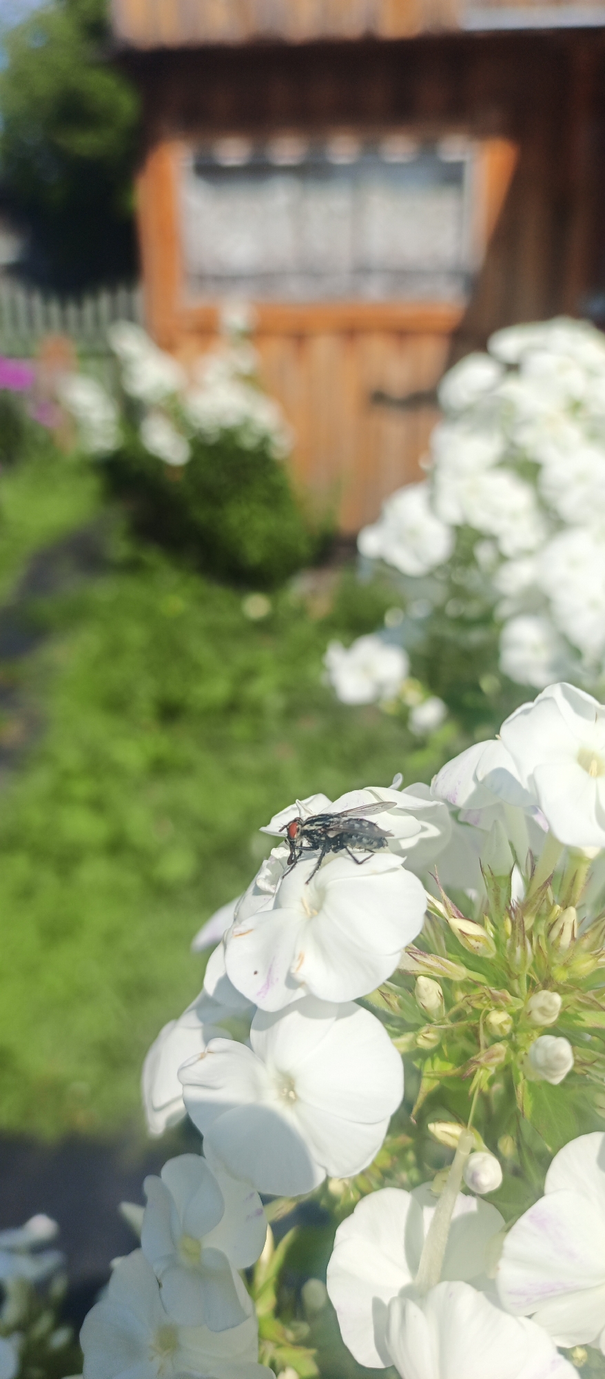 A close-up, low-angle shot captures a common housefly with red eyes perched on a white phlox flower. The fly is in sharp focus, with its wings slightly raised and its body angled towards the right. The white petals of the phlox are also in focus, some with subtle purple streaks. In the blurred background, green foliage and a wooden structure are visible, suggesting an outdoor setting in a rural or garden environment. The presence of the wooden structure, possibly a shed or part of a house, and the vibrant greenery suggest a location within a village or a dacha area. Given the context of Голуха, Russia, this scene is likely situated in a garden or yard of a residential property in this rural settlement. The lighting indicates it is daytime, with sunlight illuminating the scene.