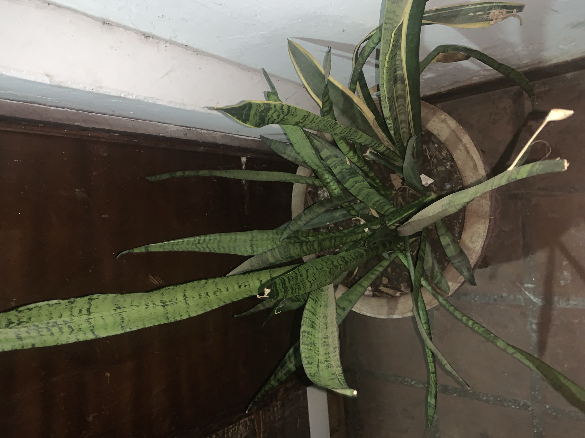 The image presents an overhead view of a potted snake plant (Sansevieria trifasciata), also known as Mother-in-law's Tongue, situated in what appears to be an indoor or semi-sheltered corner in Santa Ana, Venezuela.
The central subject is the plant itself, characterized by its numerous long, sword-shaped leaves. These leaves display a distinct pattern of dark green and lighter, often yellowish-green, variegation. Several leaves show signs of age or minor damage, including browned tips and some torn edges. The plant is contained within a simple, unadorned, light brown or terracotta-colored pot.
The pot rests on a reddish-brown tiled floor, which has a somewhat textured or worn appearance. Behind and to the left of the plant, a dark brown, possibly wooden, surface extends vertically, meeting a lighter, off-white horizontal structure, which could be a wall or a ledge. The lighting is dim, suggesting low light conditions, such as an interior space with limited natural light or an evening shot. There is no visible activity, people, or discernible text within the frame.