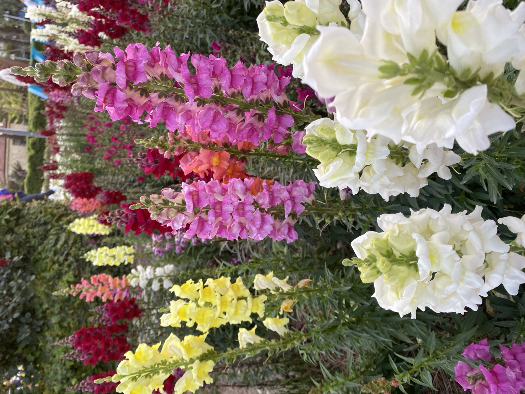 This close-up image showcases a vibrant and dense bed of blooming snapdragons (Antirrhinum majus) in various colors, likely part of a garden or cultivated landscape. The perspective is tilted, with the flowers appearing to grow upwards from the bottom right towards the top left.
The foreground is dominated by large clusters of white snapdragons, with their delicate, ruffled petals and light green buds. Immediately behind these, stalks of bright pink and purple snapdragons are prominently displayed, their individual florets forming dense spikes. Further back, more colorful rows emerge, including shades of light yellow, orange, and deep red or burgundy. The arrangement suggests multiple rows or varieties planted closely together, creating a tapestry of color.
The green foliage of the plants is visible throughout, providing a natural backdrop for the blossoms. The depth of field is shallow, with the flowers in the immediate foreground and midground sharply in focus, while the background elements, such as additional rows of flowers and distant greenery, are softly blurred, highlighting the intricate details of the blooms.
The lighting appears natural and bright, indicating it is daytime. There are no harsh shadows, suggesting soft sunlight, possibly from an overcast sky or early morning/late afternoon. The overall scene evokes a sense of natural beauty and tranquility. There are no people visible, nor any discernible text. The setting appears to be an outdoor garden or park in Alanya, Turkey.