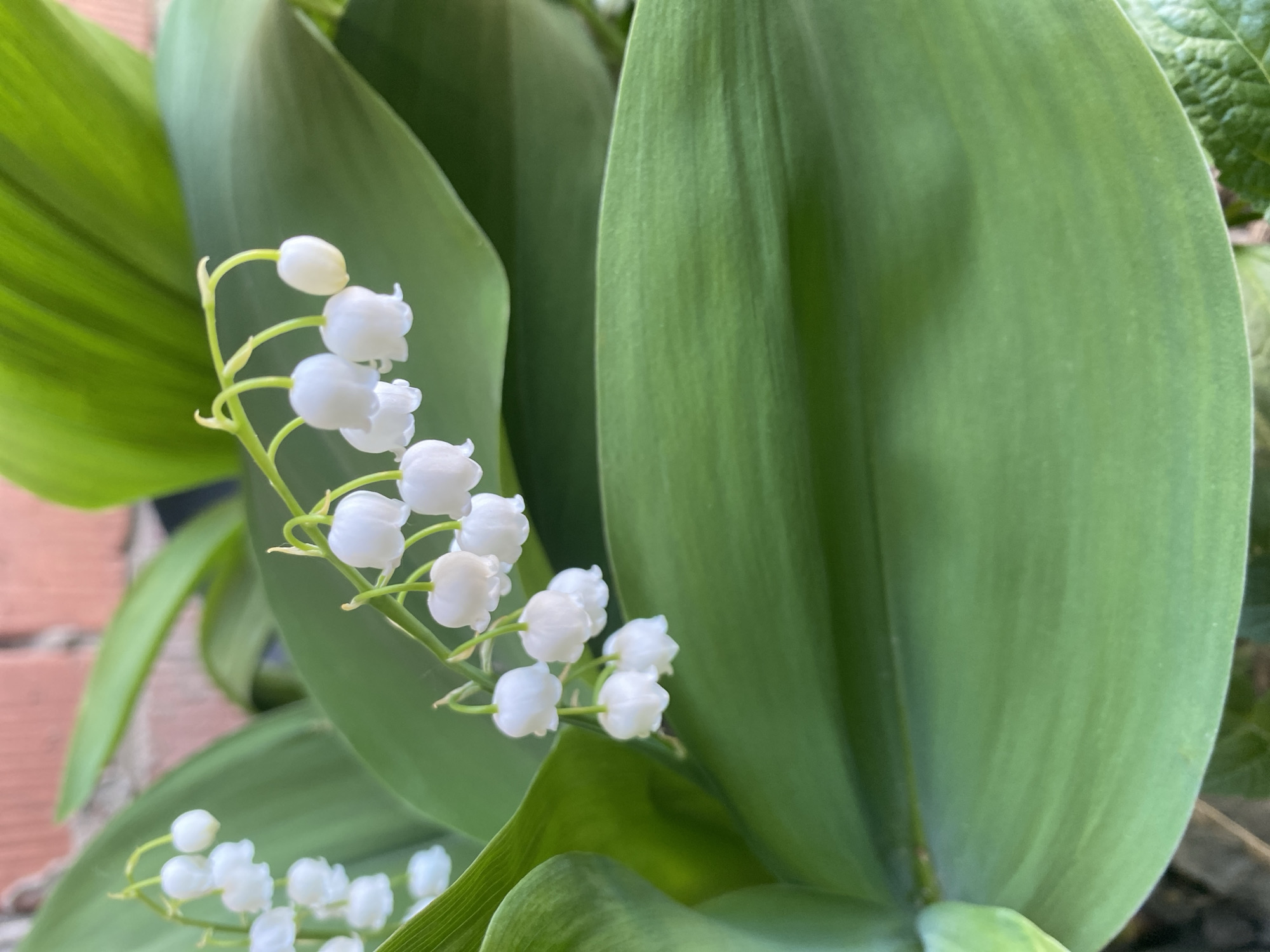 The image shows a close-up of lily of the valley plants, with delicate white, bell-shaped flowers clustered along stems. Several broad, green leaves surround the flowers. The background includes a glimpse of a brick wall and other foliage. The image's origin location is Chaikovsky, Russia.