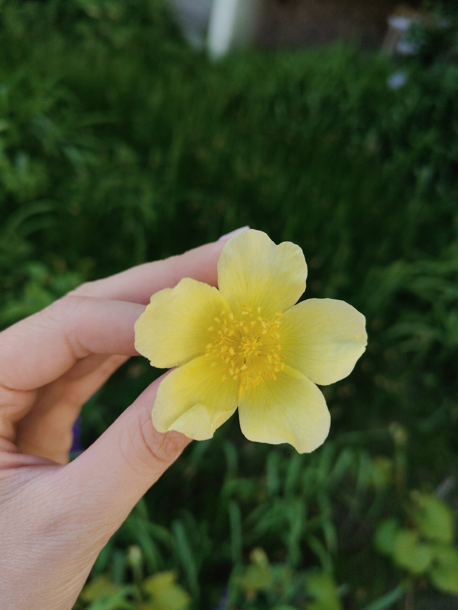 A person's hand is holding a bright yellow flower with five petals and a cluster of yellow stamens in the center. The background is a blurry mix of green foliage, possibly grass and other plants. The location and city are unknown.