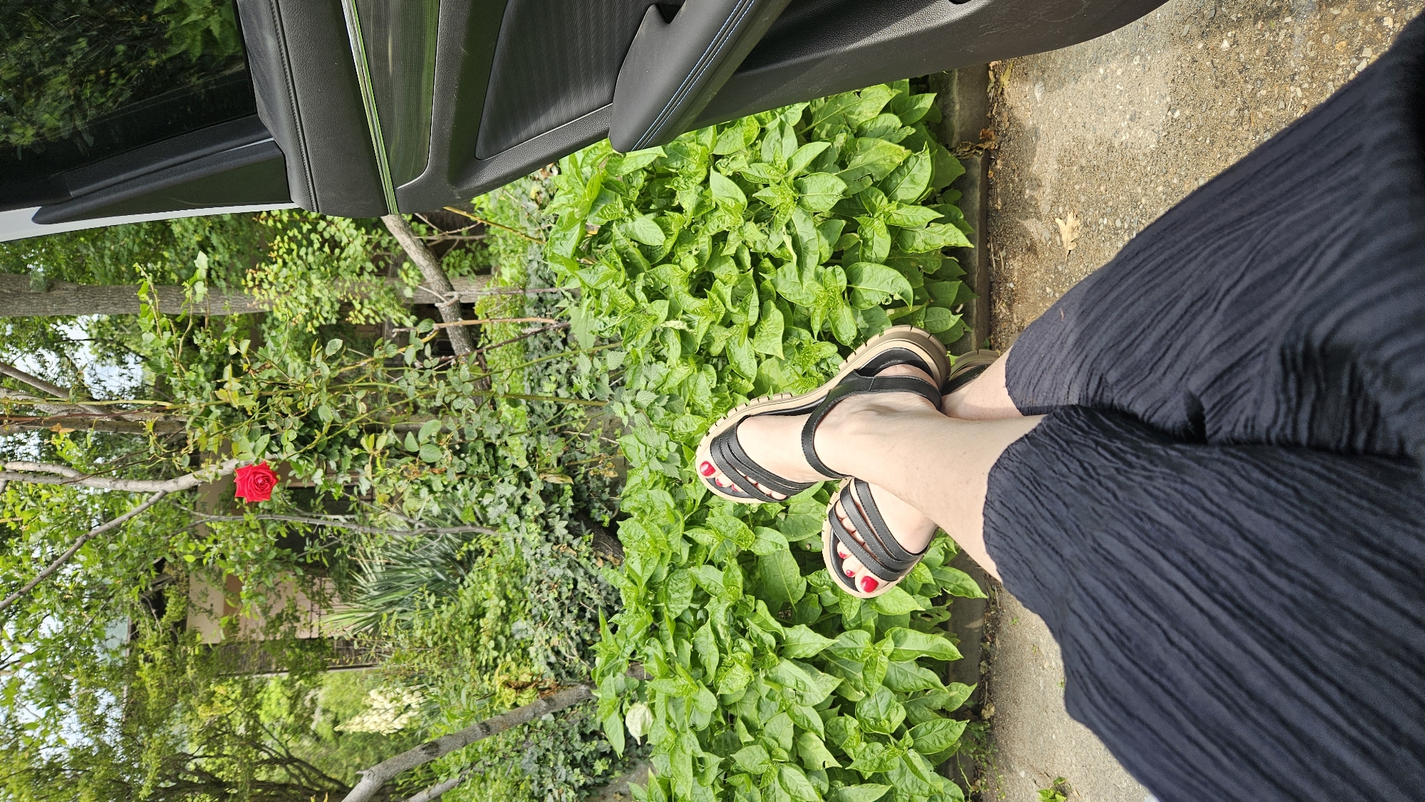 The image depicts a close-up view of a person's legs and feet, dressed in a black, crinkled fabric skirt, and black sandals. The person is seated, with their legs crossed at the knees. Their toenails are painted a bright red. The feet are resting on a paved surface, adjacent to a patch of vibrant green foliage. In the background, through the greenery, a single red rose is visible on a bush. Part of a car interior, specifically the door panel with blue stitching, is visible in the upper left corner of the frame. The scene appears to be outdoors, possibly in a garden or near a driveway, given the presence of plants and pavement. The lighting suggests it is daytime, likely late morning or afternoon, with natural sunlight illuminating the scene. There is no visible text in the image. The overall impression is one of casual relaxation.