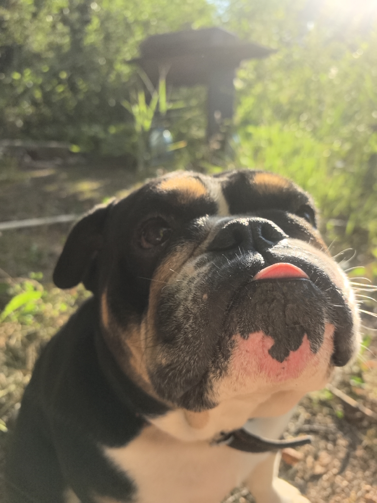 In Noviy, Russia, a close-up, low-angle shot captures an English Bulldog outdoors, its face filling the frame. The dog, with a black, white, and tan coat, is looking upwards, and its pink tongue is sticking out slightly from its mouth. The background is blurred, showing greenery and a structure resembling a gazebo or shelter, suggesting a park or backyard setting. Sunlight beams down from the upper right, creating a lens flare effect and highlighting the dog's facial features. The ground beneath the dog appears to be dirt and scattered leaves.