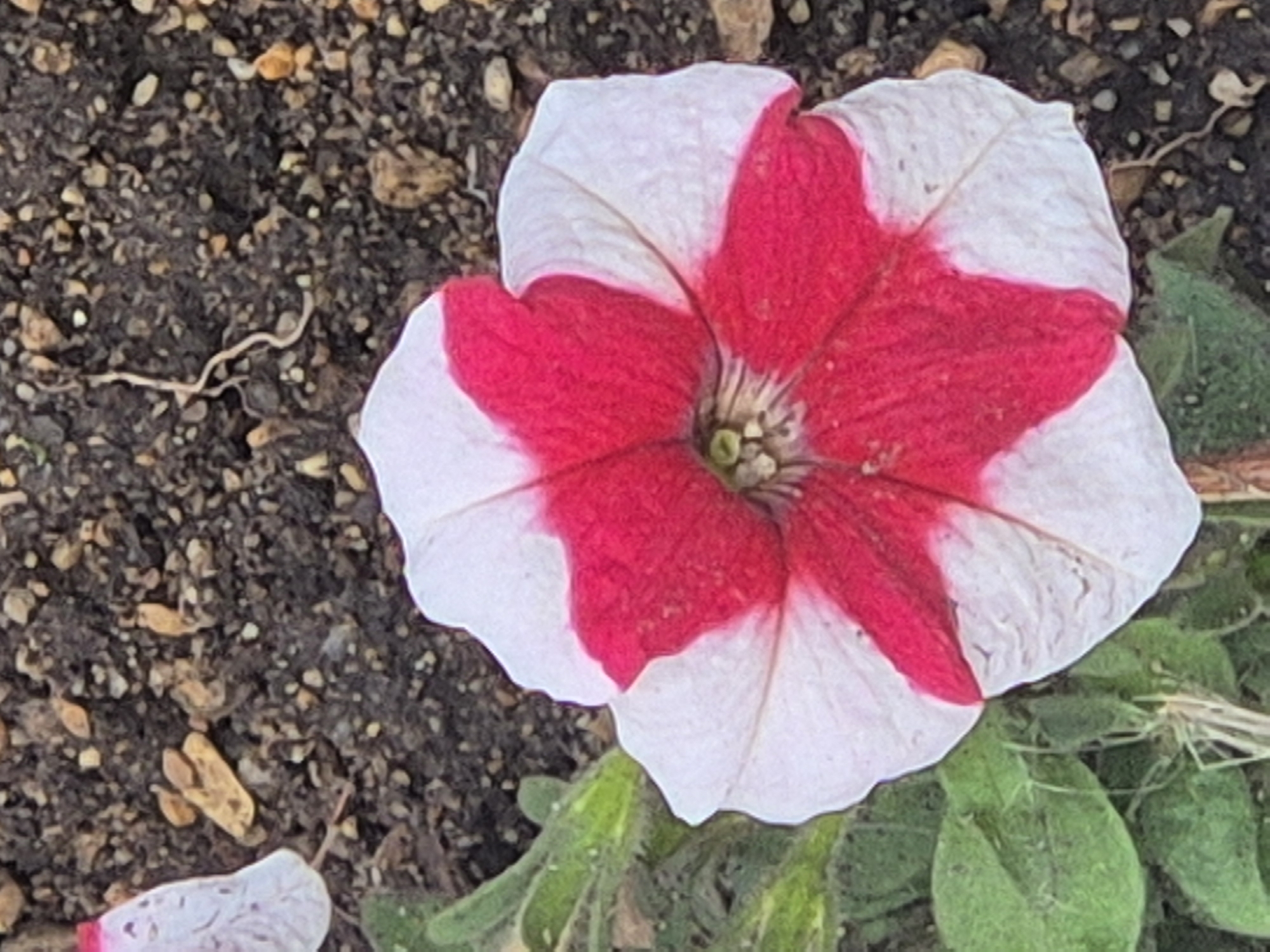 A petunia flower, white with vibrant red markings, is the central focus of this close-up outdoor shot. The flower's petals are slightly crumpled, and the red pigment appears as bold, star-shaped strokes radiating from the center. The flower is situated on dark, granular soil interspersed with small stones and dried plant debris. To the left of the flower, green leaves and stems of the same plant are visible, with some white, delicate tendrils. In the upper left quadrant of the image, a portion of another, less distinct white petal with a hint of pink is visible. The lighting suggests it is daytime. The scene is a garden bed or natural ground cover. The image does not provide any specific information to determine its location within the city of Kokshetau, Kazakhstan.