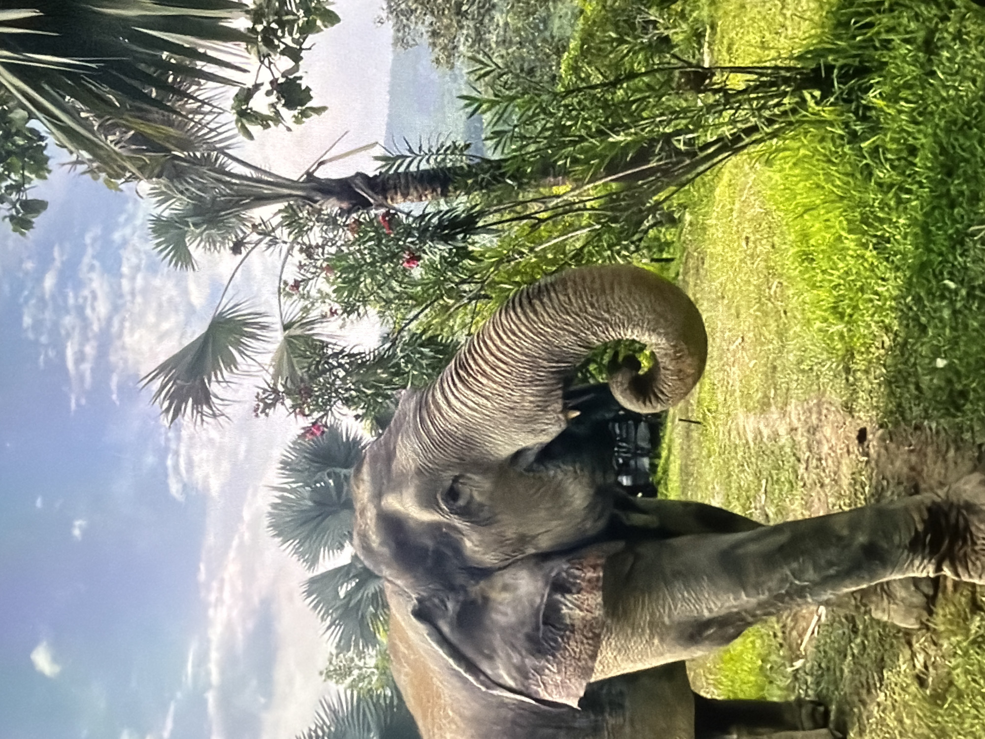 The primary subject of the image is an elephant, positioned in the right-center of the frame. The elephant's head and a significant portion of its body are visible. Its trunk is prominently raised and curled upwards, displaying its wrinkled, textured skin. One of its eyes is visible, giving it a calm expression.
The setting is a vibrant outdoor natural environment, likely tropical or subtropical. The background is filled with lush greenery, including various types of trees and dense foliage. Palm-like trees with large, fanned leaves are visible, particularly in the upper and lower left, and behind the elephant. Other leafy trees with smaller leaves and hints of red blossoms are also present. The ground beneath and around the elephant is covered in green grass and patches of dirt. Above the foliage, a bright blue sky with scattered white clouds indicates a clear, sunny day. No specific activity beyond the elephant standing with its trunk raised is clearly depicted, though it might be reaching for something or simply moving its trunk. There is no visible text in the image.