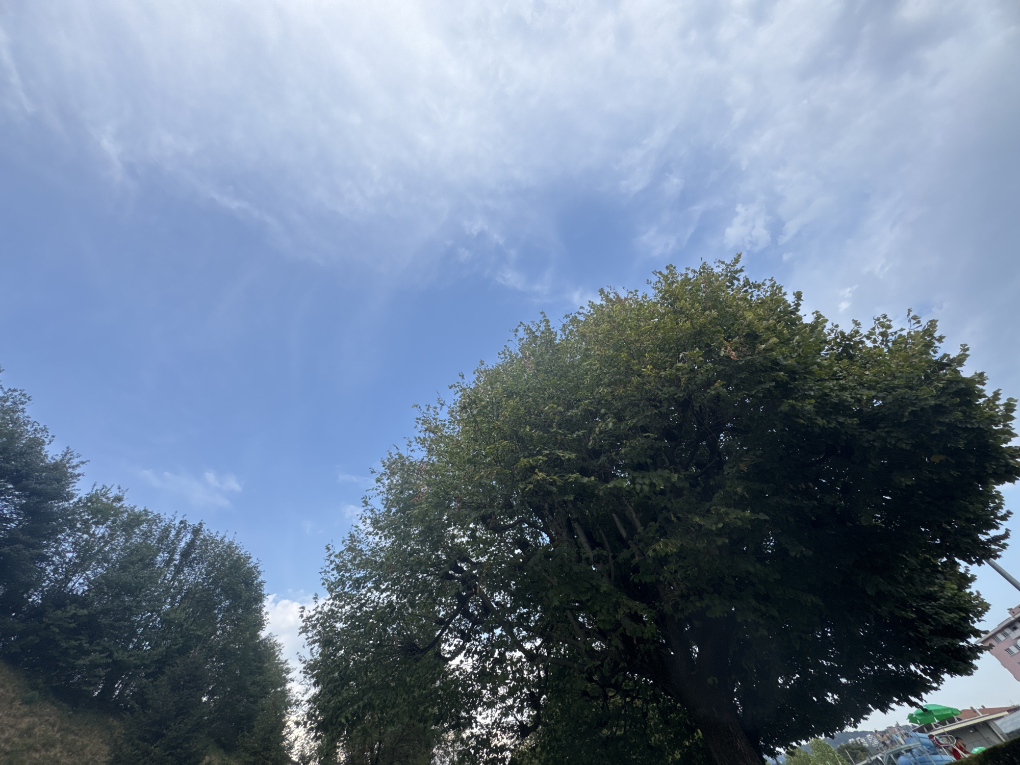 The image displays a perspective looking upwards towards a bright blue sky with wispy white clouds. On the right side of the frame, a large, mature tree with dense green foliage dominates the lower portion of the image, its branches extending diagonally upwards. To the left and further in the background, another line of trees with similar green leaves is visible, partially obscuring a grassy slope. In the far background, a building with pinkish-colored walls and windows can be seen, along with what appears to be a playground or park area with blue structures and a few small figures, suggesting an urban or semi-urban setting, possibly within Chiasso, Switzerland given the context. The lighting suggests it is daytime, likely late morning or afternoon, with the sun casting some dappled light through the tree canopy.