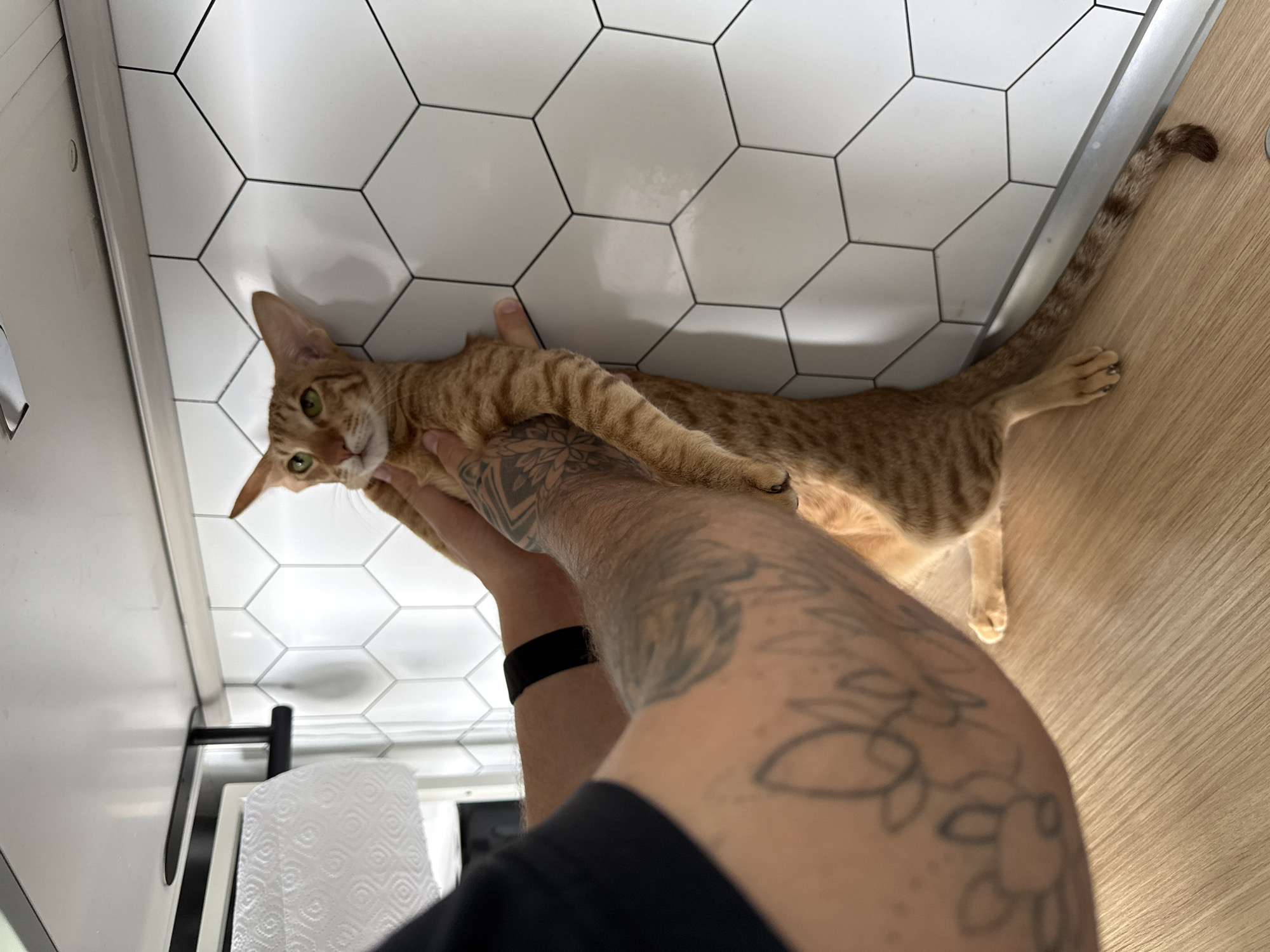 A fair-skinned human with tattoos on their arm is holding an orange tabby cat in their arms. The cat is looking at the camera. The background consists of white hexagonal tiles and a light-colored wooden floor. A roll of paper towels is visible in the lower left corner of the frame. The scene is indoors. The location is unknown and cannot be determined from this image.