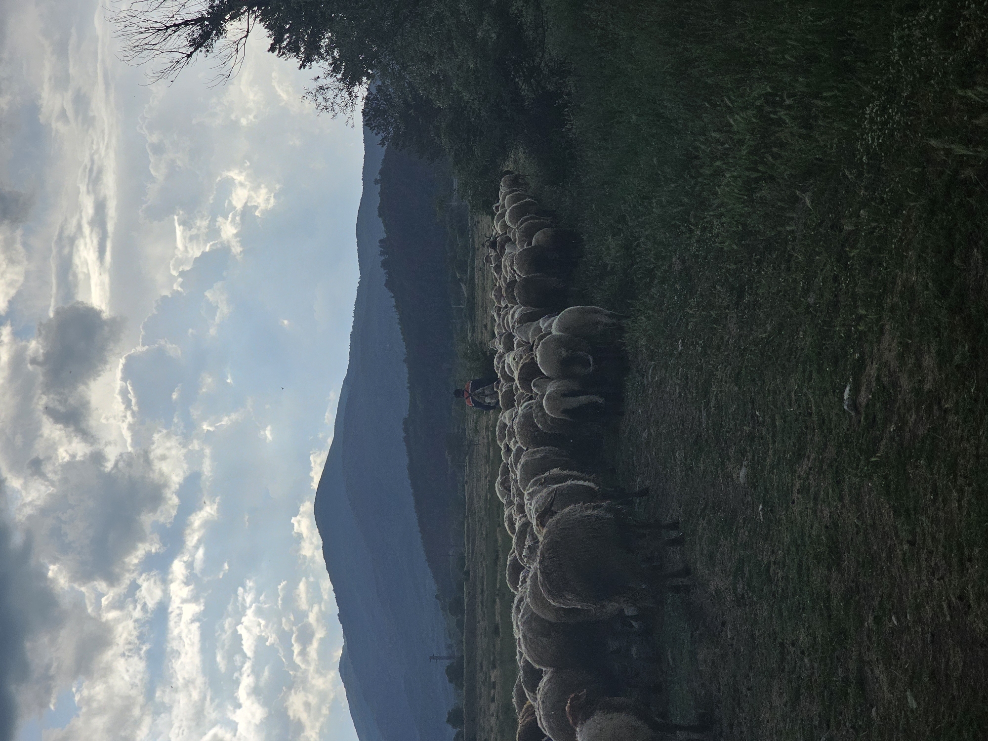 The image shows a flock of sheep being herded along a grassy path near Nikolaevo, Bulgaria. A mountain rises in the background. A shepherd, dressed in dark clothes and a backpack, walks amongst the sheep. The sky is filled with cumulus clouds. Trees and dense grass border the right side of the path.