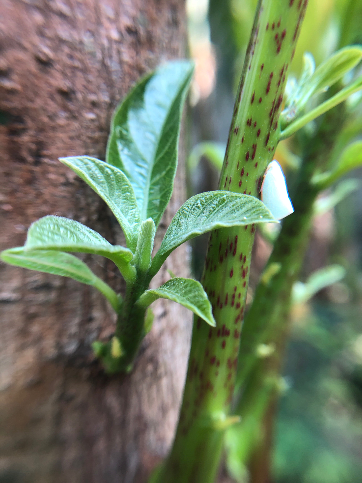 The image displays a close-up of young, vibrant green leaves emerging from a tree trunk. The tree trunk is rough and brown, suggesting maturity. Adjacent to the trunk, a green stem with small reddish-brown spots is visible, also bearing new growth. The background is softly blurred, indicating a shallow depth of field, with hints of other foliage and possibly other plants. No people or actions are depicted, and the scene appears to be in a natural outdoor environment. The location within Purwokerto, Indonesia, is not discernible from the image itself; it is an observation inferred from the prompt.
