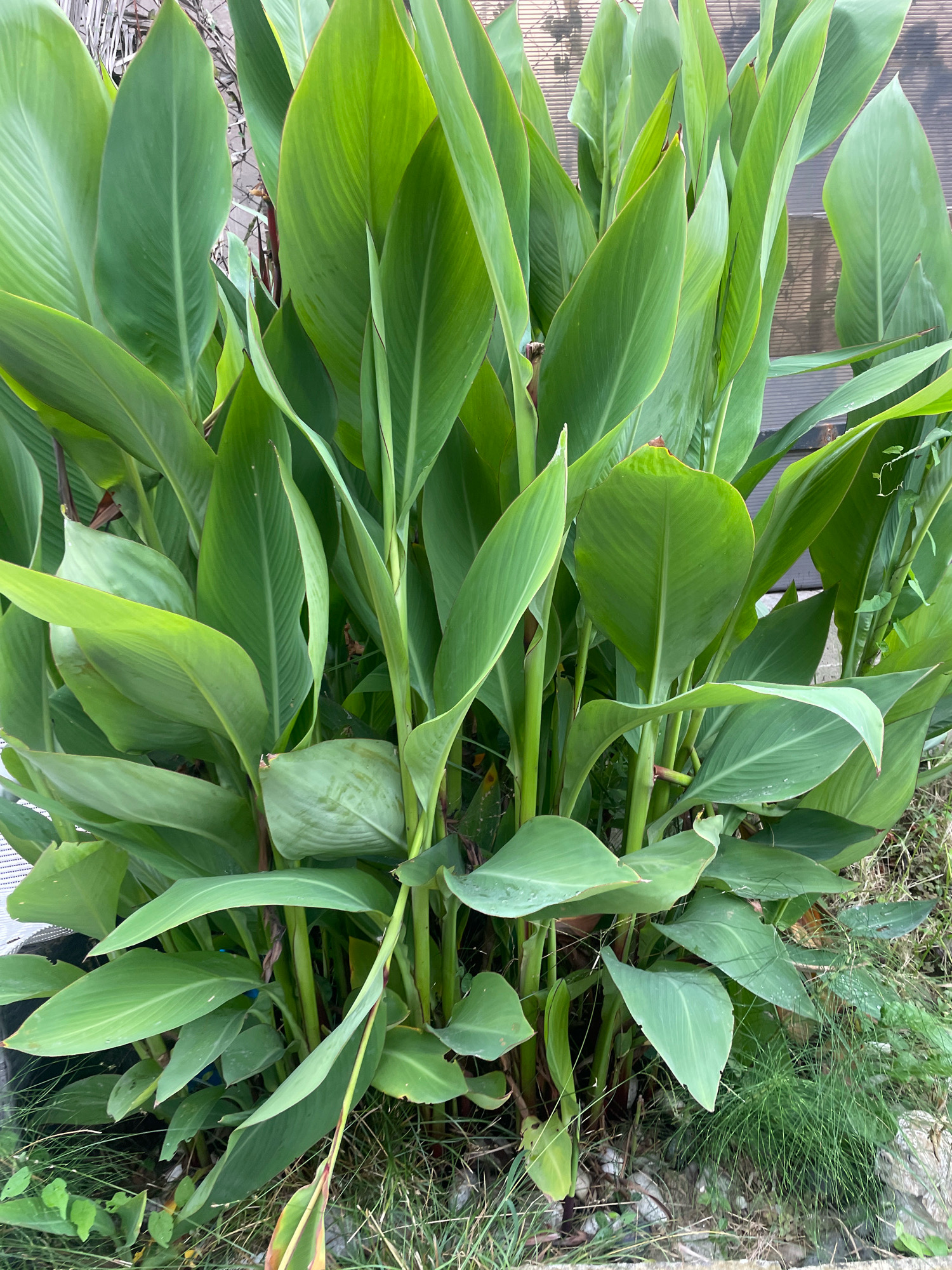 The image shows a close-up view of a cluster of large, green Canna Lily plants. The leaves are broad, ovate, and have prominent parallel veins. They are arranged in a dense clump, with some leaves overlapping and others unfurling. The stems are thick and green, supporting the heavy foliage. At the base of the plants, there is some dry grass and soil, with a few scattered stones. In the background, there is a blurred, translucent material, possibly a fence or a greenhouse covering. There are no people or animals visible in the image. The overall impression is of lush, verdant foliage in an outdoor setting. The location is specified as Baranovka, Russia, though no visual cues in the image directly indicate this specific location.