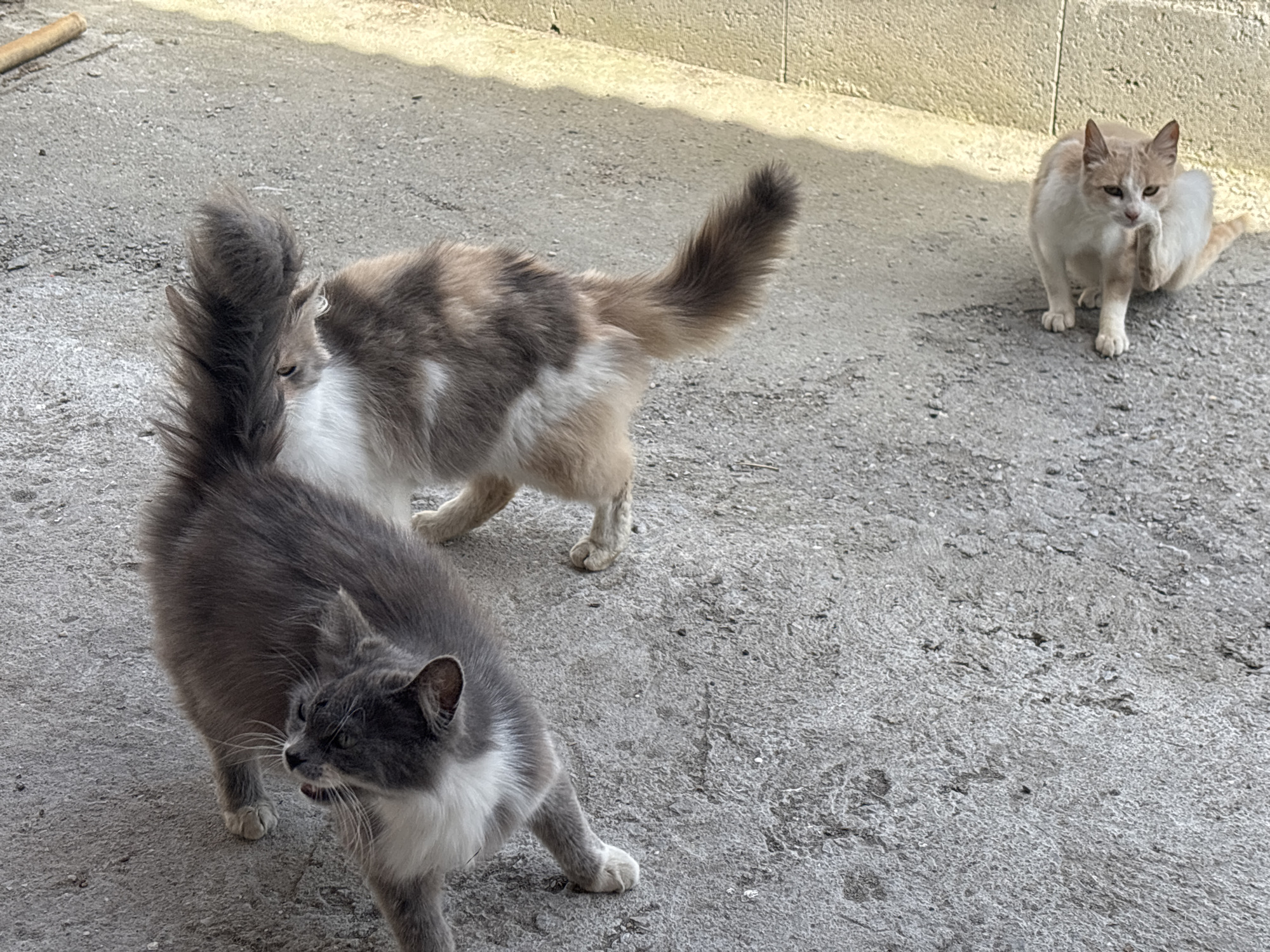 Three cats are on a concrete surface outdoors. One cat, grey and white, is in the foreground, facing left with its mouth slightly open. Behind it, another cat, grey, white, and tan, is walking away. In the background to the right, a third cat, white and tan, is sitting, scratching its head. The scene is located outdoors, likely in Gorna Lipnitsa, Bulgaria, based on the prompt. The background consists of a light-colored wall.