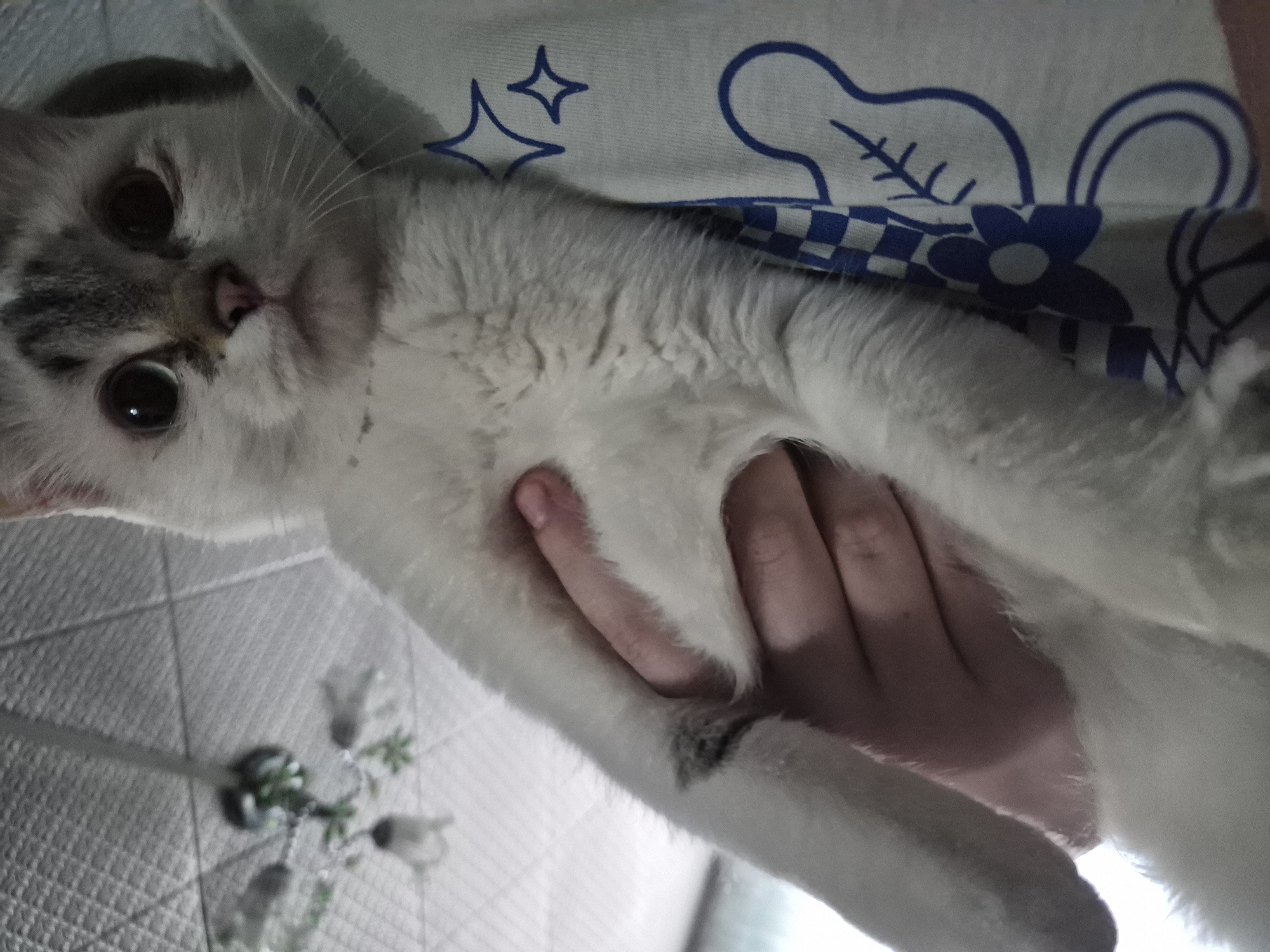 A person holds a light-colored cat in their hands. The cat's face is visible, with grey markings on the head and large, dark eyes. The person is wearing a white shirt with blue floral and star patterns. Part of a white wall or surface with a blurred, indistinct object is visible in the background.