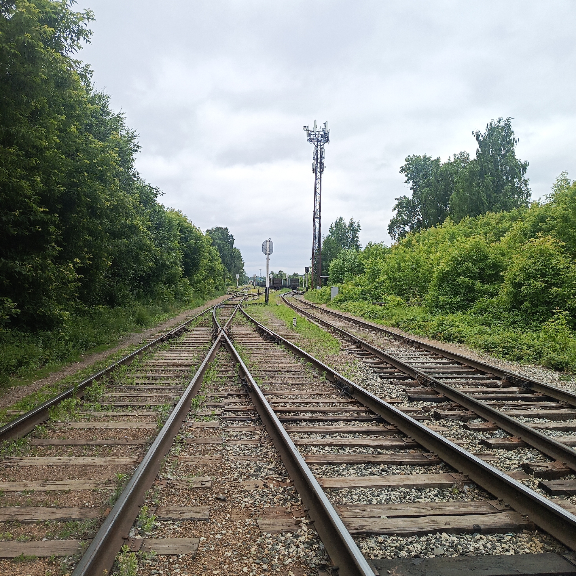 An outdoor, eye-level, medium shot shows a railway switchyard with multiple sets of tracks converging. The tracks, made of steel rails and wooden sleepers, are laid on a bed of ballast. Dense green trees line both sides of the railway, with the foliage appearing lush and verdant. In the background, a tall telecommunications tower with multiple antennae is visible, situated between the converging tracks. A few freight cars are parked on one of the tracks in the distance. The sky is overcast with gray clouds. The scene appears to be located in the city of Chaikovsky, Russia, given the context provided. No people or animals are present in the image. The environment suggests a functional, industrial area integrated with natural elements.