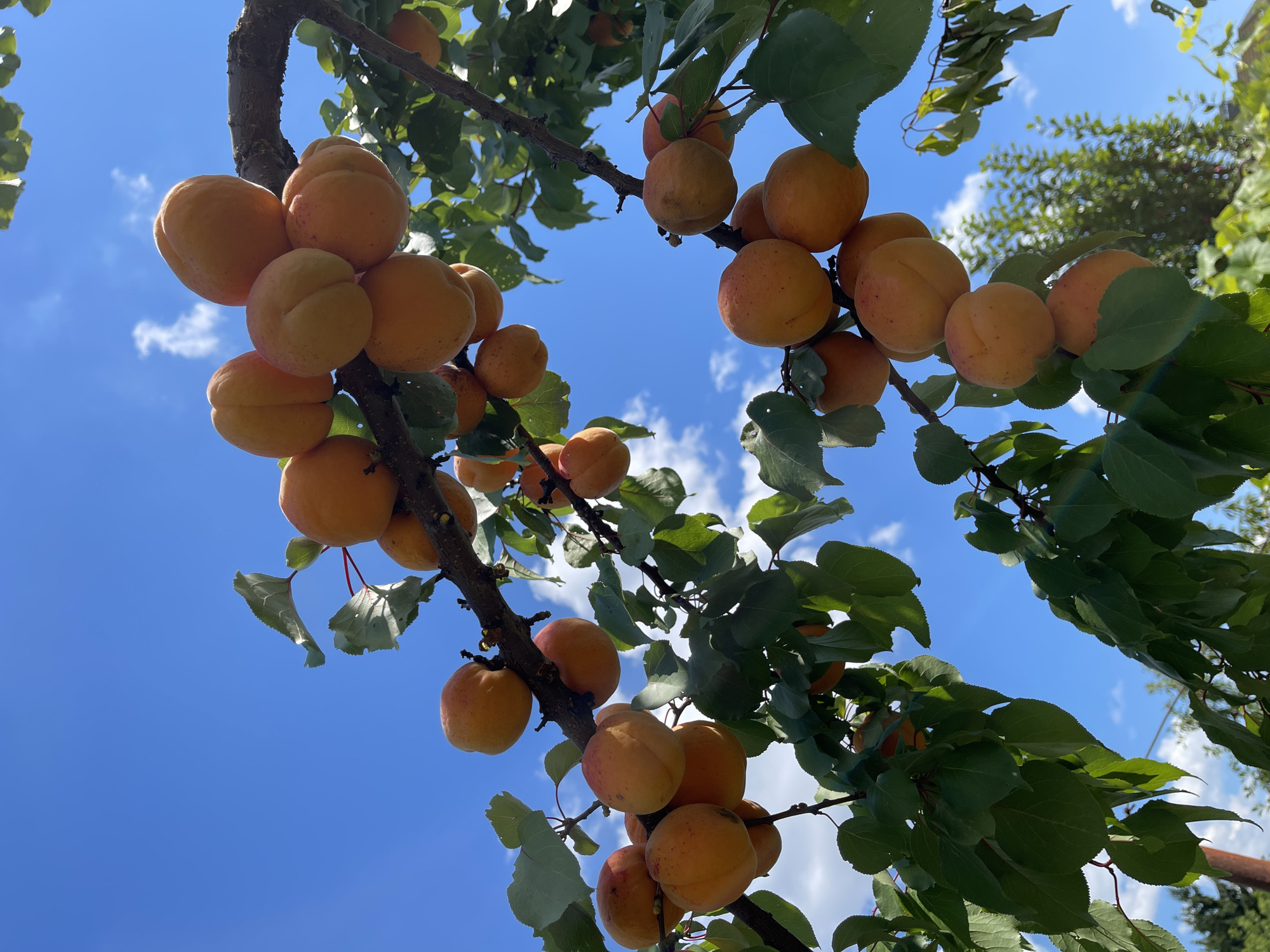 The image displays a close-up view of an apricot tree branch laden with ripe apricots, set against a clear blue sky with scattered white clouds. The apricots are round and vary in shades of orange and yellow, with some showing slight reddish blush. They are clustered on the branch, which is dark brown and rough in texture, with green leaves and smaller stems visible. The sunlight illuminates the fruit, creating highlights and shadows. In the background, blurred green foliage and trees are visible, suggesting an outdoor orchard setting. The scene is located in Ivankovychi, Ukraine. There are no people or animals present in the image. The perspective is looking upwards into the branches of the tree.