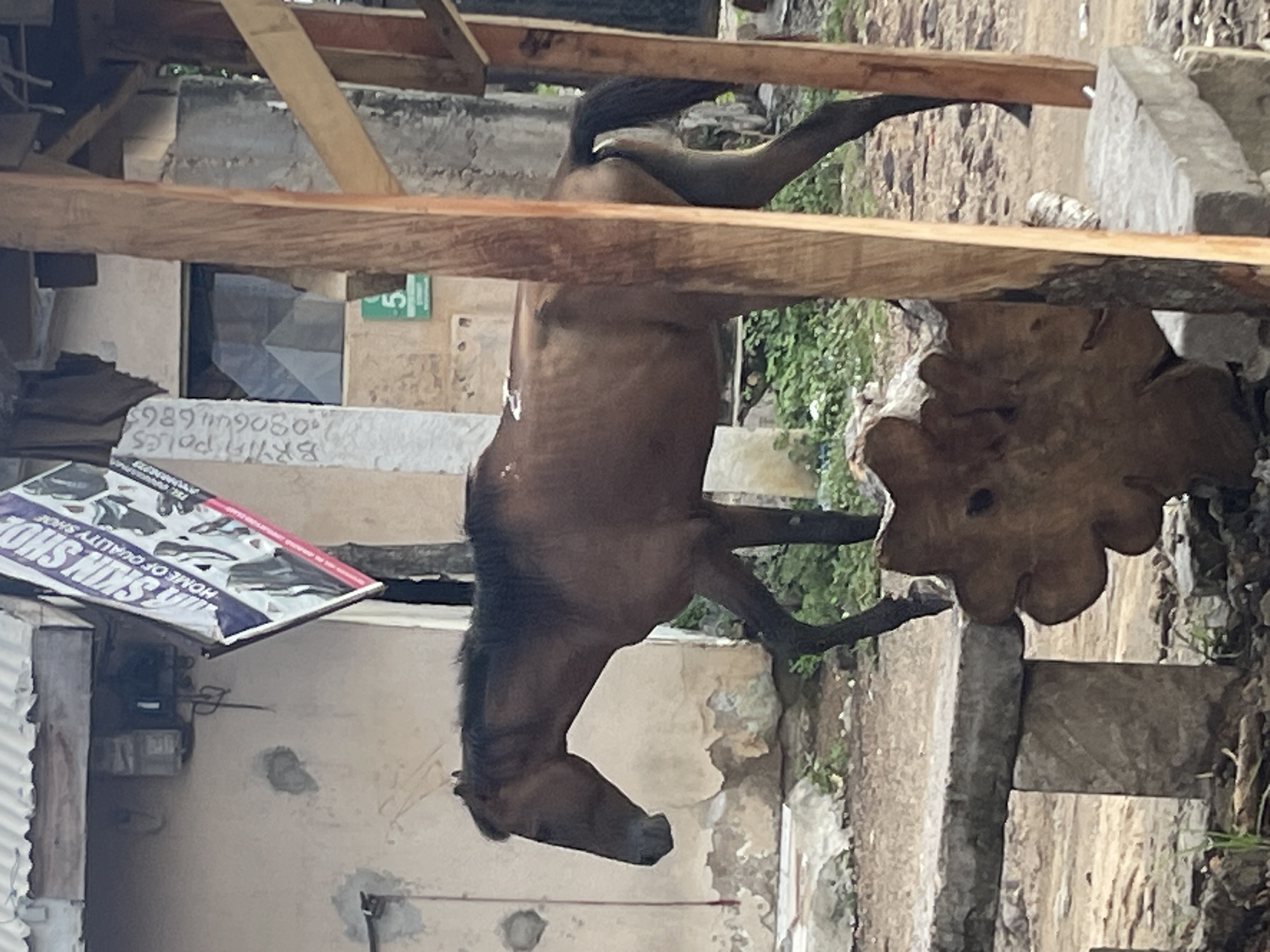 A brown horse stands in profile facing left, its body partially obscured by wooden beams and a stone bench in the foreground. The horse has a dark mane and tail. Behind the horse, a textured, light-colored wall is visible. A sign with purple and pink lettering hangs from a metal pole attached to the wall. Below the sign, a green rectangular sign with the number "5" in white is affixed to the wall. The ground is covered in dirt and gravel, with some greenery visible. The scene appears to be outdoors in an urban or semi-urban environment.