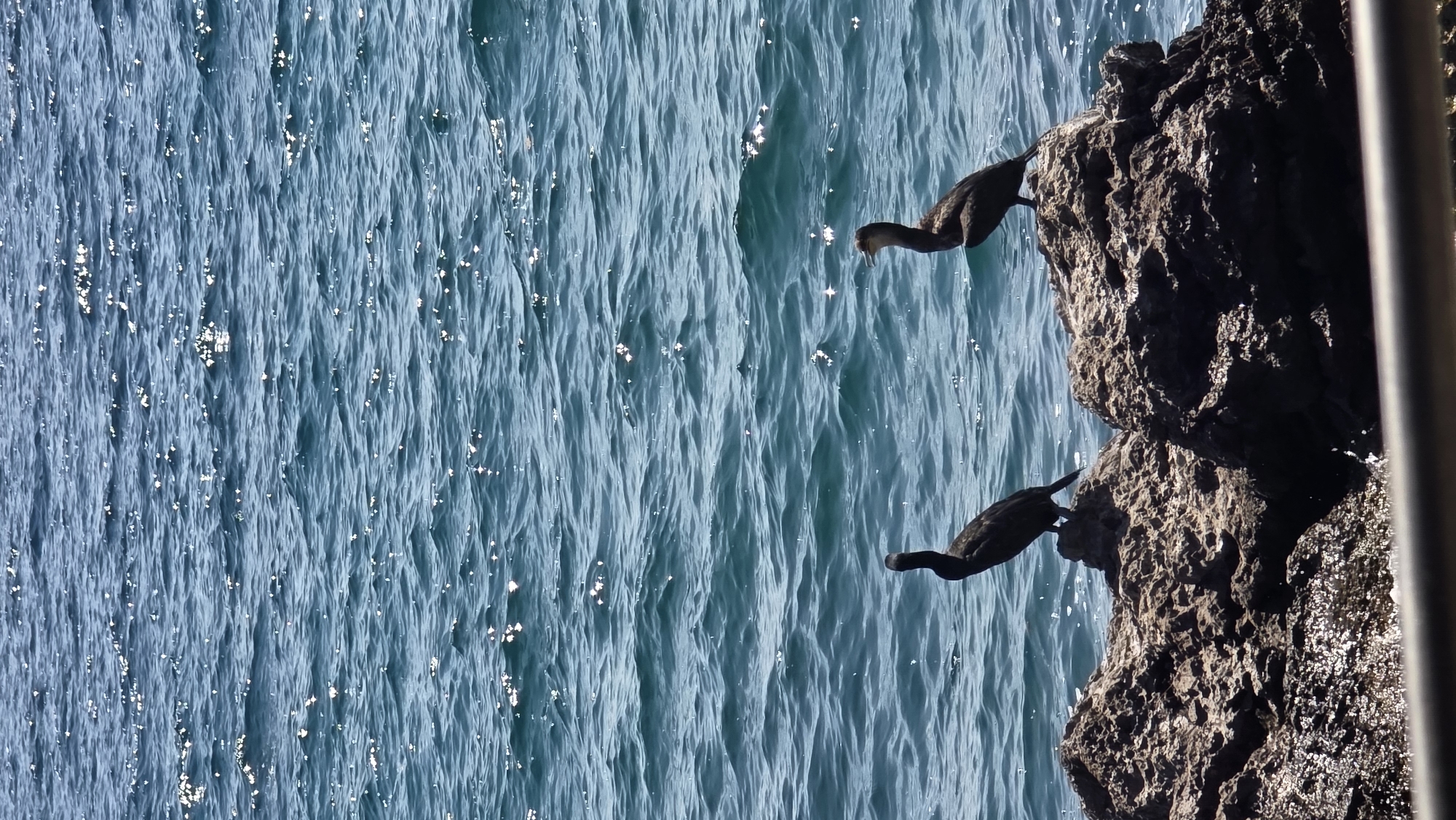 Two cormorants are perched on weathered rocks by the sea in Opatija, Croatia. The water is a deep blue with sun glinting off the ripples. The rocks are rough and textured, with some appearing wet and reflective. In the foreground, a metallic railing is partially visible.