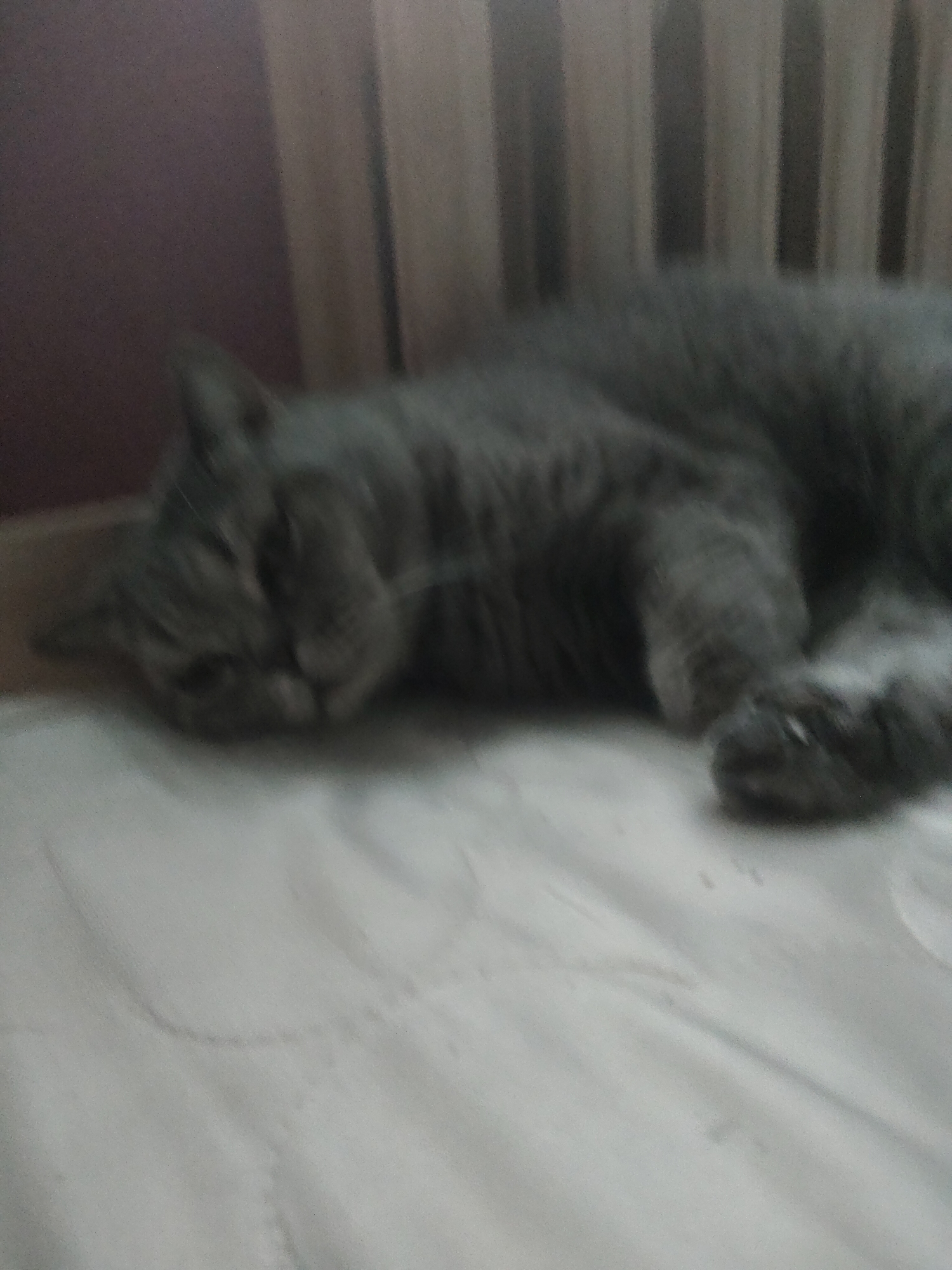 A blurry, low-resolution image shows a grey cat lying on a light-colored surface, possibly a bed or sofa. The cat is curled up and appears to be sleeping or resting. Its fur is a solid grey color, and its eyes are closed or mostly obscured. The background is dark and out of focus, with vertical lines suggesting curtains or blinds. There is no visible text in the image. The overall impression is of a quiet, domestic scene. The image quality is poor, with a lack of sharpness and detail, making it difficult to discern specific features of the cat or its surroundings.