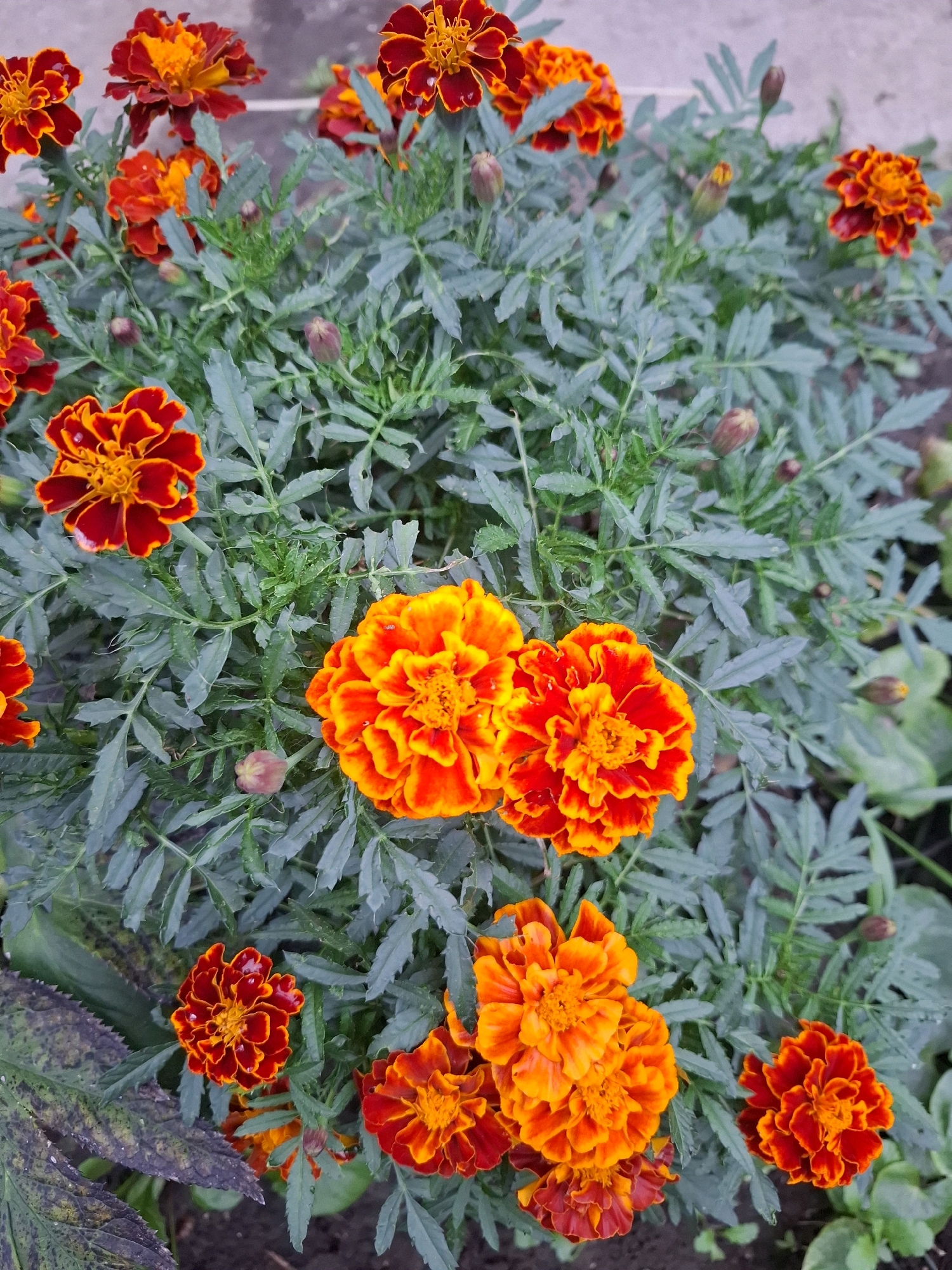 The image depicts a close-up view of several marigold flowers in bloom, with their vibrant orange and red petals contrasting against the green foliage. The flowers are clustered together, with some in full bloom and others still in bud. The background appears to be a ground surface, possibly soil or pavement, with some blurred vegetation. The lighting suggests an outdoor setting, likely during the daytime. The scene is devoid of any human presence or activity. The image does not contain any information that would allow for the identification of its specific location within the city of Tyumen, Russia.