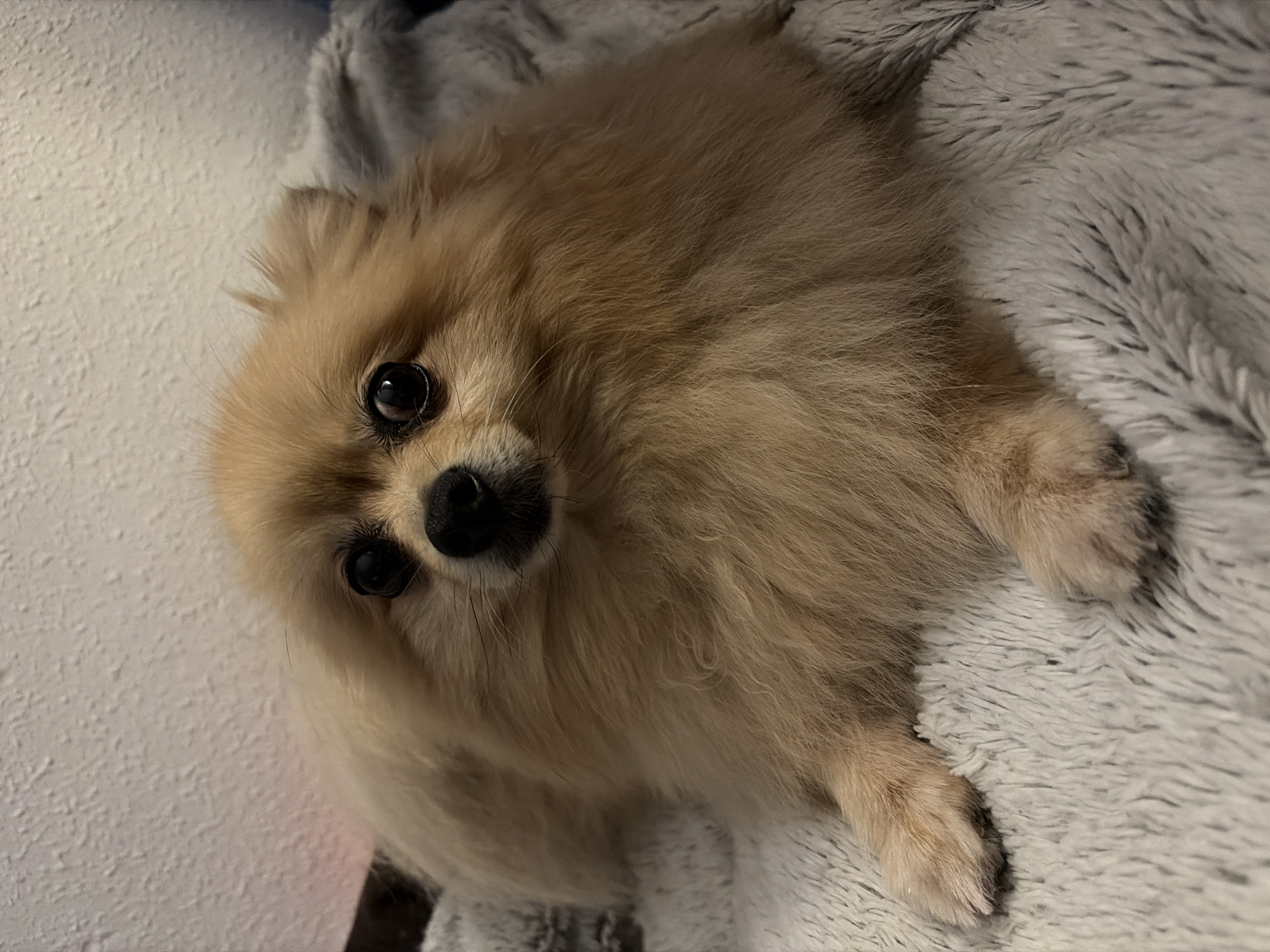 A light brown Pomeranian dog with dark eyes and a black nose is lying on a fluffy grey blanket. The dog's fur is thick and fluffy, with lighter tan coloring on its face and ears. The background is a white textured wall. The dog is facing the camera and appears to be relaxed. The image does not provide any information about the location within Torrevieja, Spain.