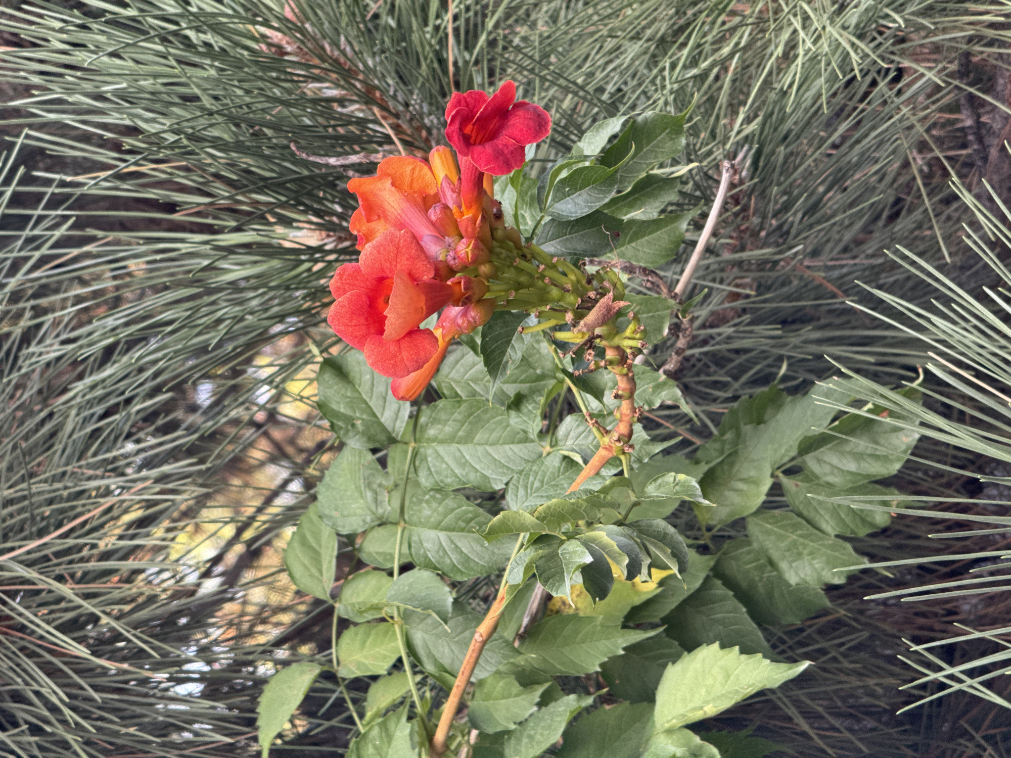 The image shows a close-up of a flowering vine with bright orange and red trumpet-shaped flowers. The vine has green leaves and is intertwined with the needles of a pine tree. The background is blurred, showing hints of green and yellow, suggesting an outdoor environment. The scene is static and there are no people or animals present. The lighting appears natural, indicating it was taken during daylight.