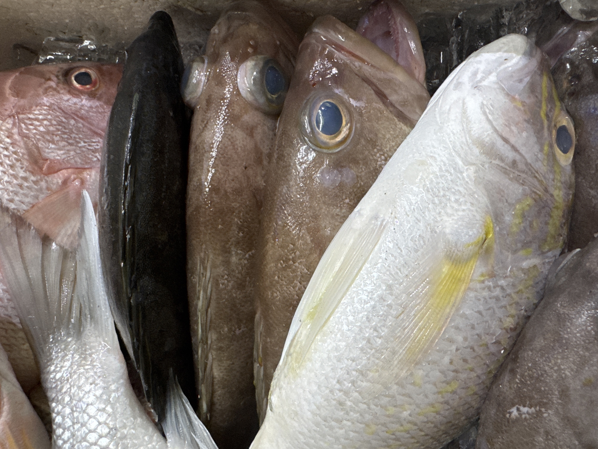 A close-up, overhead shot shows a stacked assortment of dead fish in what appears to be an ice bin, likely at a market stall in Kuta Selatan, Indonesia. The fish are arranged in multiple layers, with their bodies and tails visible. The topmost fish is a reddish-pink snapper with scales and a single eye, its mouth slightly agape. Beneath it lies a dark, almost black fish, also seen from the side. The next two fish are a lighter brown color with prominent blue-grey eyes. The bottom-most fish in focus is a pale yellow and white fish with scales and a yellow dorsal fin. Additional fish are partially visible at the bottom and top of the frame, suggesting a larger quantity. The ice bin is visible around the fish, indicating a setting where fresh fish is kept cold for sale.