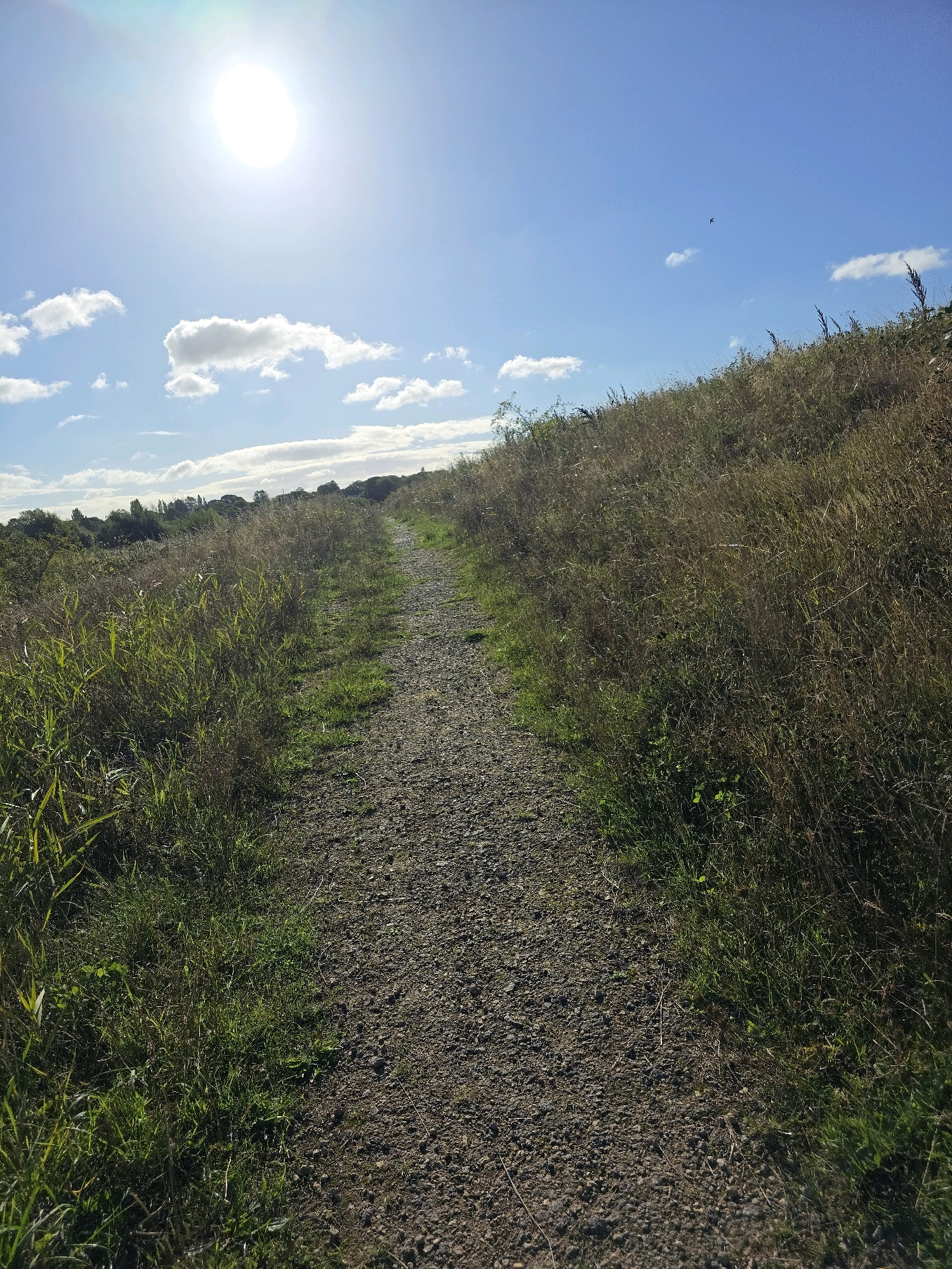 A gravel path winds uphill through dry, golden-brown grasses and some green vegetation under a bright, hazy sun in a blue sky. The path is centrally located and takes up a significant portion of the lower half of the image. To the left of the path, there are patches of green grass, and to the right, the grass is predominantly dry and tall, growing up the side of the hill. In the distance, a line of trees forms the horizon. The sun, a bright orb with a green lens flare, is visible in the upper left quadrant of the sky, with a few scattered white clouds. A single small bird is silhouetted against the sky in the upper right quadrant. The scene depicts an outdoor, natural environment that could be a nature reserve or parkland. This image was captured in the city of Stockton-on-Tees, United Kingdom.
