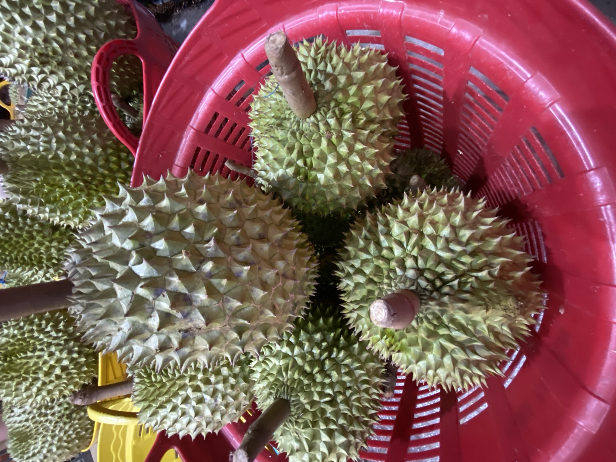 This image depicts a close-up, overhead view of several durians in a bright red, plastic basket. The durians are characterized by their spiky green husks and prominent brown stems. Some of the durians are large and dominate the frame, while others are smaller and appear clustered together. The red basket has a slatted design, allowing for visibility of the durians beneath. In the background, out of focus, other durians and what appears to be a yellow crate or container are visible. The overall impression is that of a fruit market or vendor display. While the image itself does not provide specific location details within Nha Trang, Vietnam, durians are a popular fruit in the region, and such displays are commonly found at local markets and roadside stalls in coastal cities like Nha Trang. The lighting suggests an outdoor or well-lit indoor environment. There are no people or specific actions depicted in the scene.
