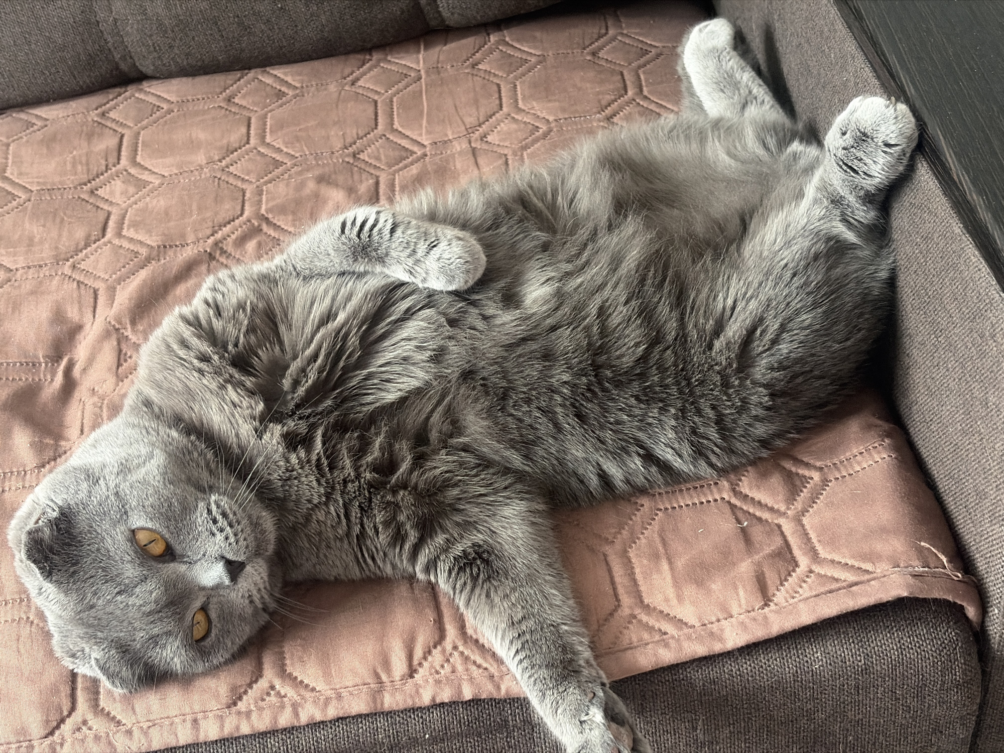 A gray cat lies on its back on a pink quilted blanket with a hexagonal pattern. The cat is positioned between a brown couch and a dark gray wall or furniture edge. The cat has yellow eyes and a relaxed posture with its paws up. The setting appears to be indoors. The image does not contain information about the city of Saint Petersburg, Russia.