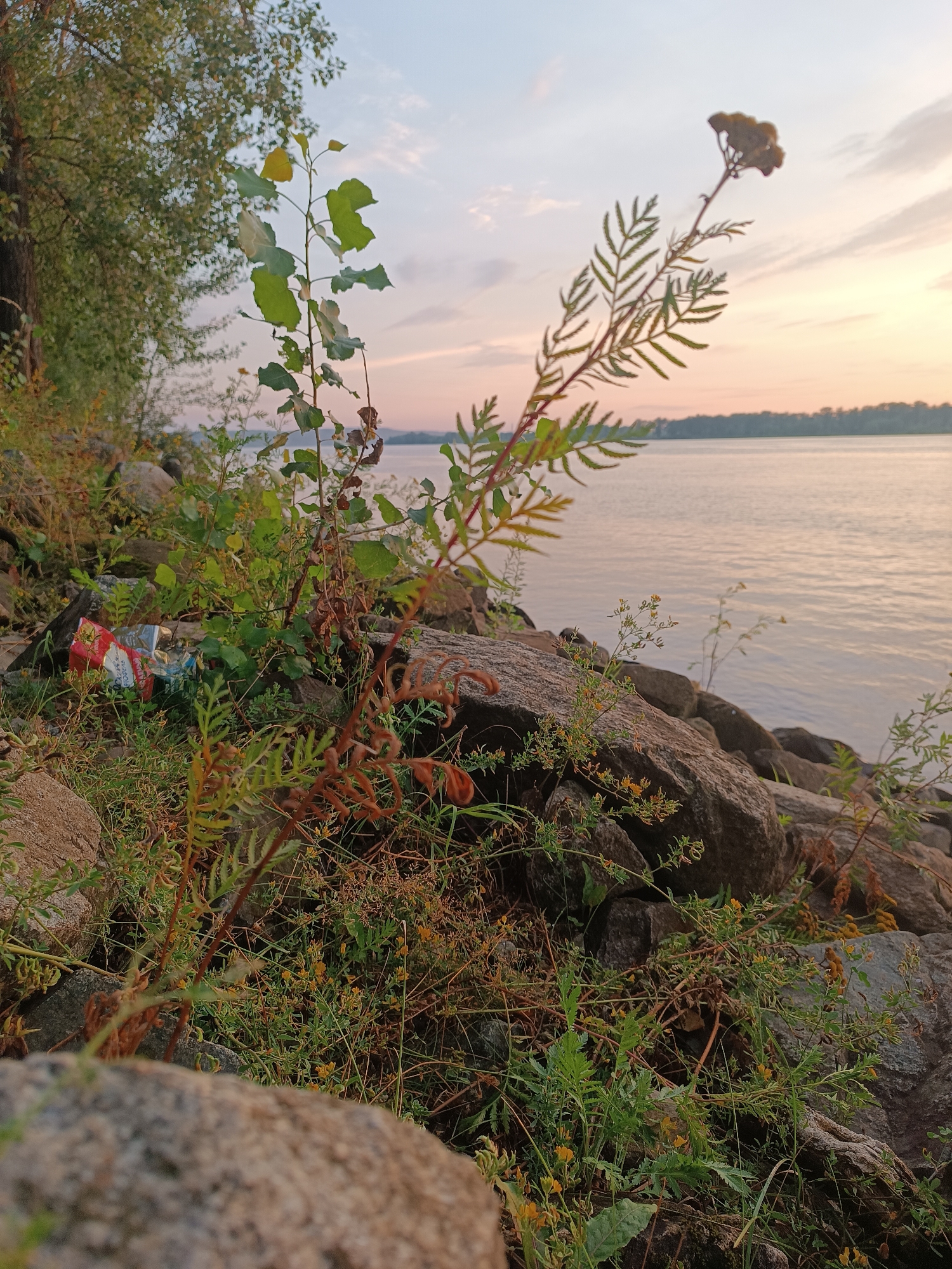 The image depicts a section of the Kama River bank in Chaikovsky, Russia, during what appears to be either sunrise or sunset, given the soft pastel colors in the sky. The foreground is filled with rocks and vegetation, including some dry, reddish-brown plants and green foliage. A discarded plastic bottle with a red and white label is visible among the rocks and plants on the left side of the image. The river stretches into the background, with a tree line visible on the opposite bank. The water is calm, reflecting the colors of the sky. The overall scene suggests a natural setting that has been impacted by human presence due to the litter.