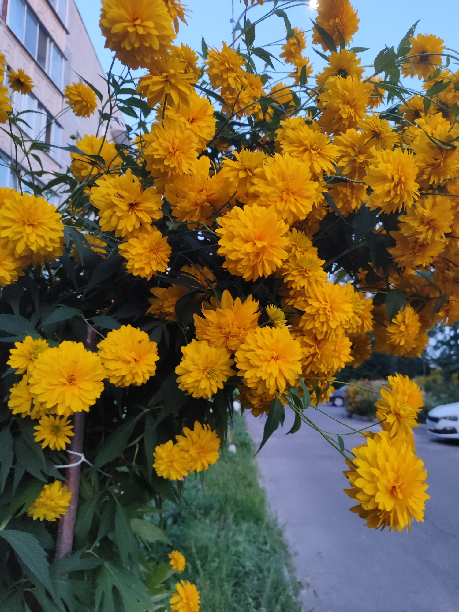 In Bronnitsy, Russia, a cluster of bright yellow, spherical flowers, likely Rudbeckia laciniata 'Hortensia' (Golden Glow coneflowers), dominates the foreground of this outdoor, medium-angle shot. The flowers, with their numerous ray florets creating a pom-pom appearance, are in full bloom and cascade from branches against a soft blue, twilight sky. Dark green foliage peeks through the blossoms, providing a contrasting backdrop. In the background, a modern, multi-story building with light-colored walls and a grid of windows is visible to the left, partially obscured by the flowers. To the right, a paved road runs horizontally, bordered by a strip of green grass. A white car is parked on the right side of the road, its presence indicating an urban or suburban setting. The overall scene suggests a late summer or early autumn evening, characterized by diffused natural light. There are no people or animals present.