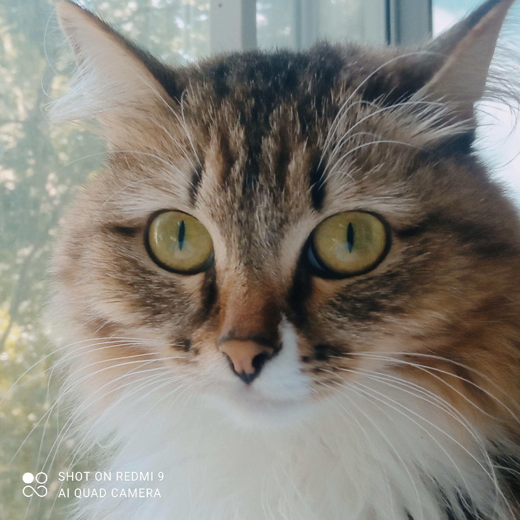 A close-up, head-on portrait of a domestic cat is featured. The cat has striking green eyes with vertical pupils. Its fur is a mix of brown, black, and white tabby markings, with a fluffy white chest. The background is softly blurred, suggesting an outdoor setting with trees and foliage visible through what appears to be a window. The lighting is bright, possibly natural daylight. A watermark in the lower left corner reads "SHOT ON REDMI 9 AI QUAD CAMERA." The image's metadata does not specify a location in Chaikovsky, Russia.