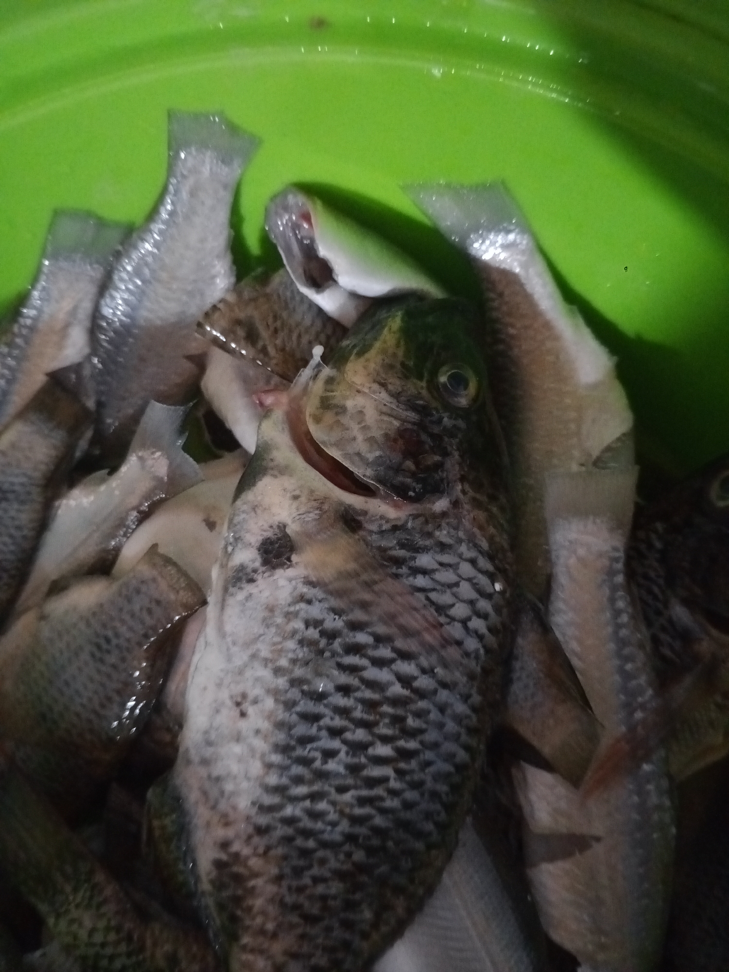 A green plastic container, likely a bucket or basin, holds a dense collection of prepared fish in Neuheun, Indonesia. The fish are dead and show signs of processing, with many being scaled and gutted. Several smaller fish are headless, while a larger, prominent Tilapia in the foreground retains its head but has visible gill flaps. The scales of the fish are predominantly silver-grey with some darker mottling, particularly on the larger specimens. A small amount of liquid, consistent with water, is present among the fish. No individuals are visible. The scene is illuminated by what appears to be dim, possibly artificial, overhead lighting.