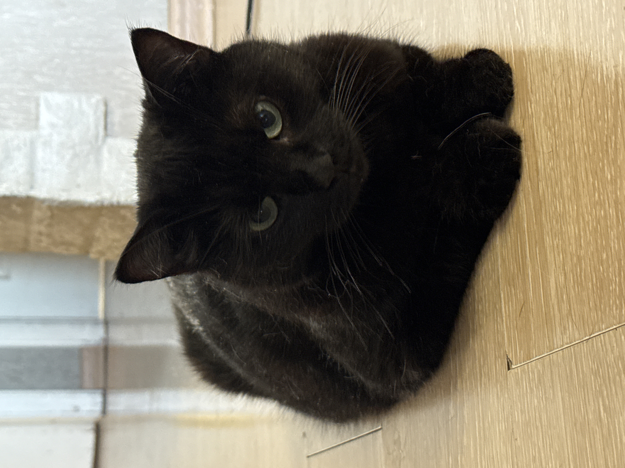 A black cat with green eyes is lying on a light-colored wooden floor. The cat is positioned in the center of the frame, facing forward with its paws tucked underneath its body. The background is slightly blurred, showing a wall with white tiles and a doorway with a hint of another room. The lighting is natural and soft, creating subtle shadows. The image appears to have been taken indoors, likely in a residential setting within Bishkek City, Kyrgyzstan.