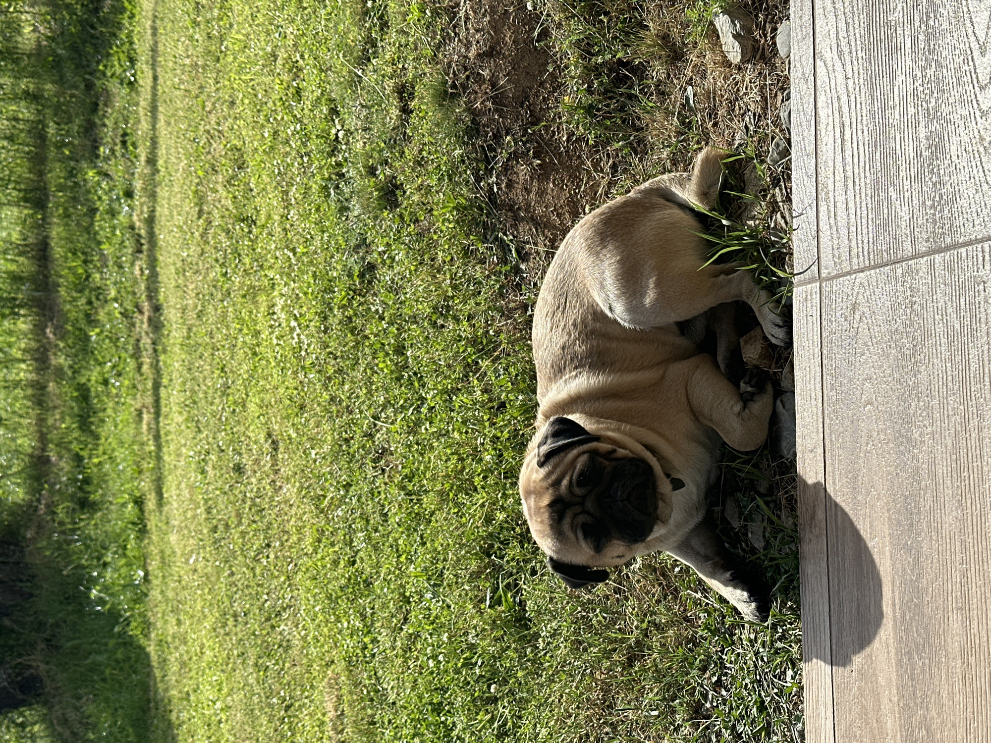 The scene shows a pug lying on green grass next to a light brown wooden deck. The grass extends from the pug's left, filling the left half of the image. The deck is on the pug's right, occupying the right edge of the frame. The pug is light tan with a black muzzle and appears to be resting or sleeping. The location of the image is Mrachenik, Bulgaria.