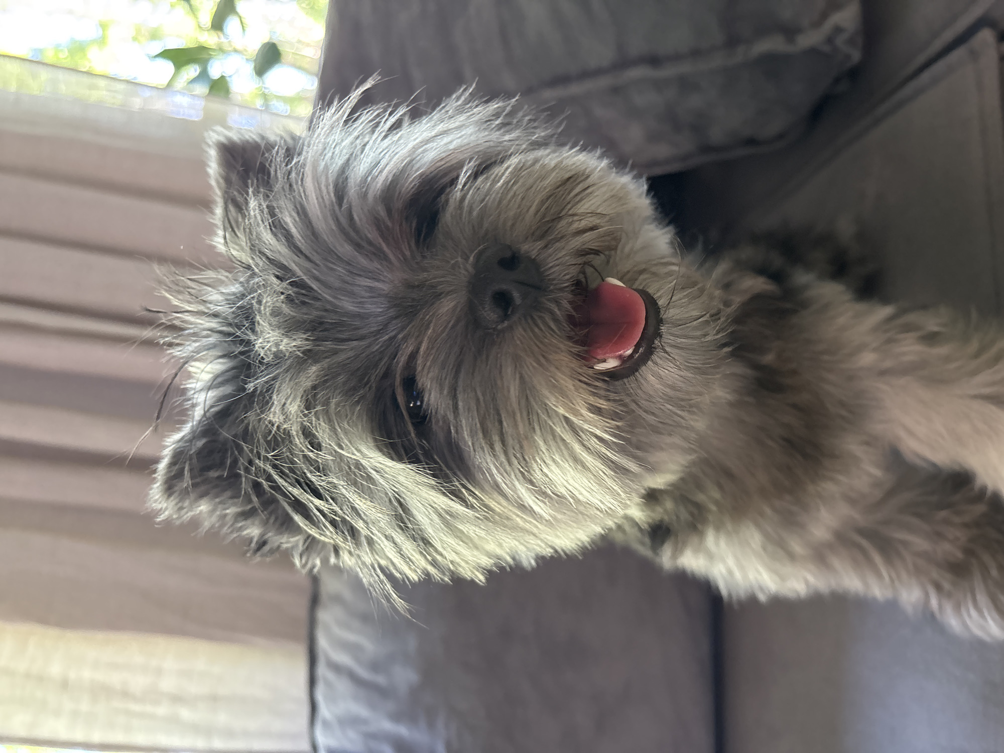 A gray, hairy dog with its tongue sticking out is lying on a gray couch. The background includes a partially visible window with a view of green leaves and blurred light. The image is rotated counterclockwise, with the dog's head appearing at the top and the couch at the bottom. There is no evidence to suggest this image was taken in Chaikovsky, Russia.