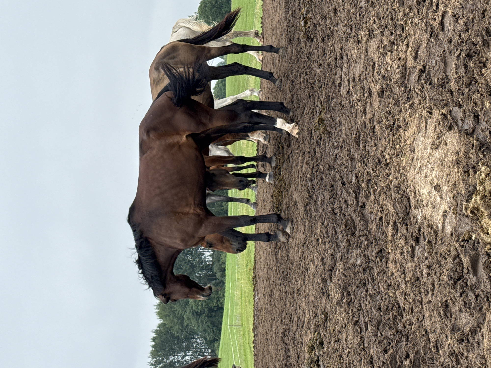 The image depicts a herd of horses in a muddy enclosure with a green pasture and trees in the background. The sky is overcast. The foreground is dominated by a thick layer of mud, with visible hoof prints. Several horses, varying in color from dark brown to light tan and white, are standing in or near the mud. One dark brown horse is prominently featured in the center, its head lowered. Another dark brown horse is partially visible behind it. Further back, a light tan horse and a white horse can be seen. The overall scene suggests an outdoor equestrian area, potentially a paddock or field, in a rural or semi-rural setting.