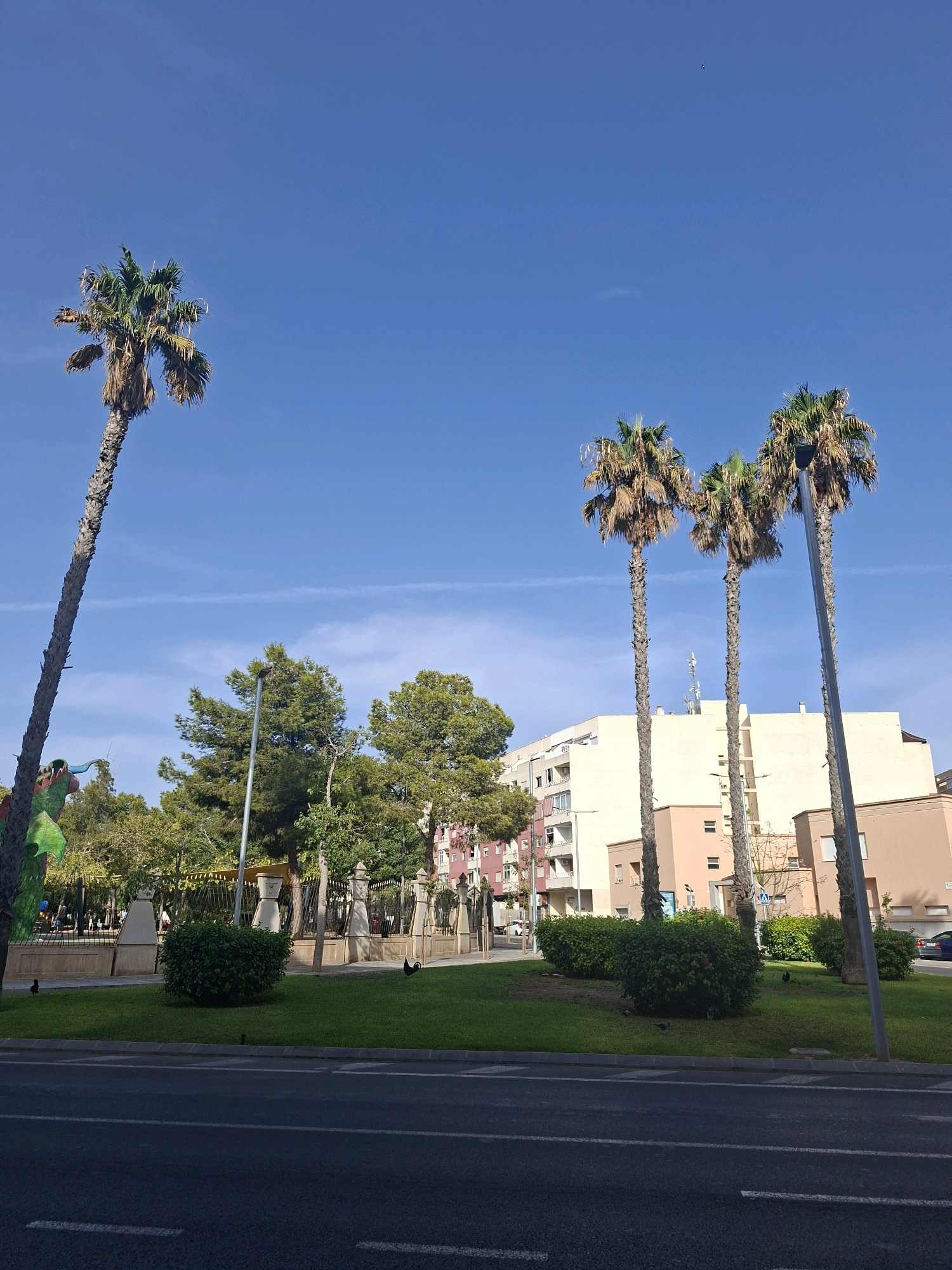The image depicts a sunny day in Torrevieja, Spain, featuring a park area with palm trees and modern buildings. A tall, slender palm tree with dry fronds dominates the left side of the frame, leaning towards the sky. To its right, a row of three more palm trees stands, their trunks textured and their canopies showing a mix of green and dried fronds. Behind the palm trees, a multi-story building with cream-colored facades and balconies is visible. In the foreground, a paved road with white lane markings separates the viewer from a grassy park. The park contains lush green lawns, neatly trimmed bushes, and decorative white stone pillars with ornate tops. A dark-colored, possibly a rooster, is walking on the grass in the middle ground. In the background, more trees with dense green foliage can be seen, along with the upper sections of pink and cream-colored buildings. The sky is a clear, bright blue with faint white wisps of clouds.