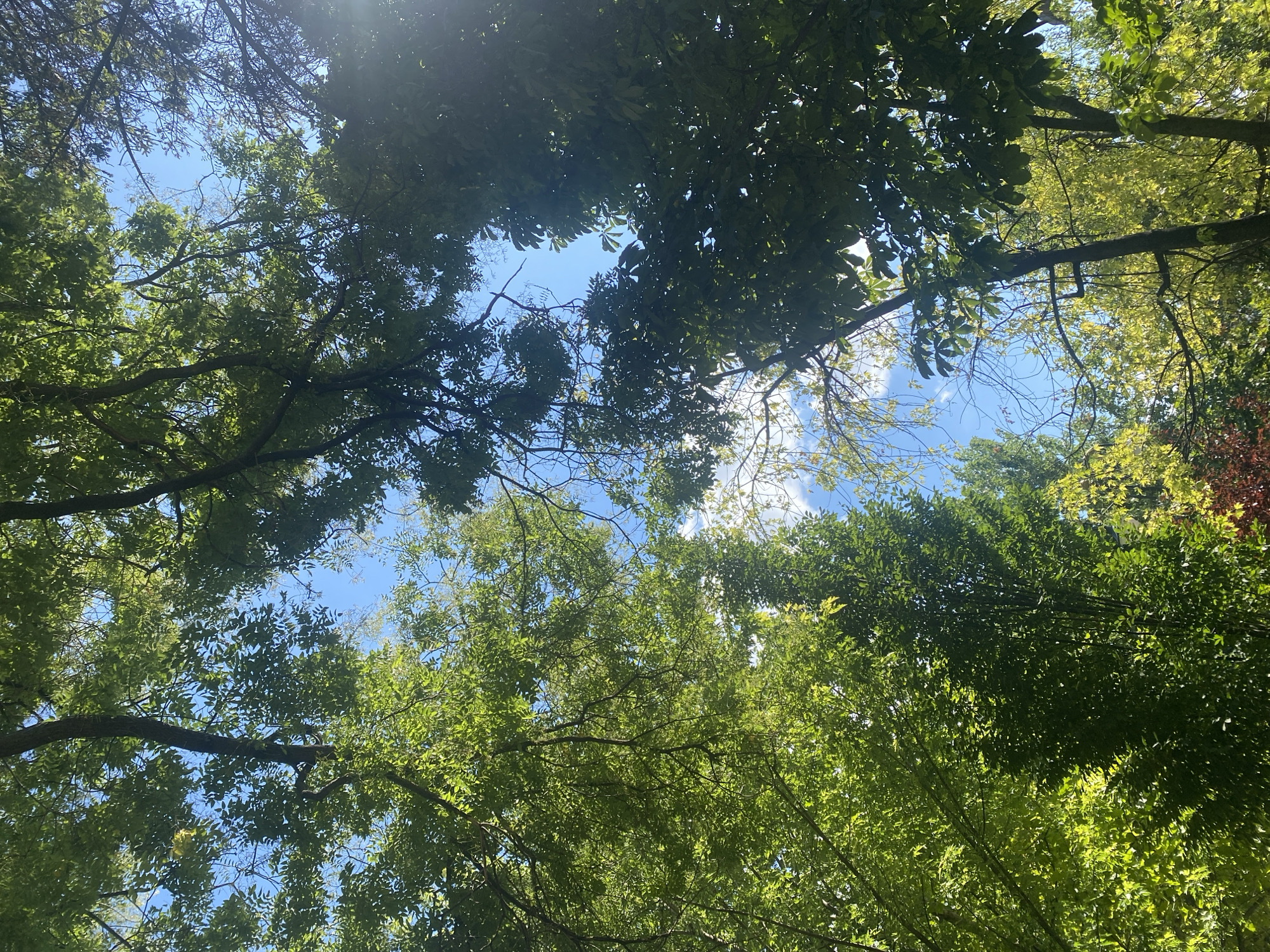 The image captures a low-angle view looking up through a canopy of lush green trees. Sunlight filters through the leaves, creating a dappled effect against a clear blue sky with a few scattered white clouds. The foliage is dense and vibrant, suggesting a summer or late spring setting. The scene is natural and appears to be in a park or wooded area. No specific landmarks or urban features are visible that would pinpoint a location within Iași, Romania, beyond the general context of a city with green spaces. There are no people or discernible human activity depicted in the image. The focus is entirely on the interplay of light, leaves, and sky.