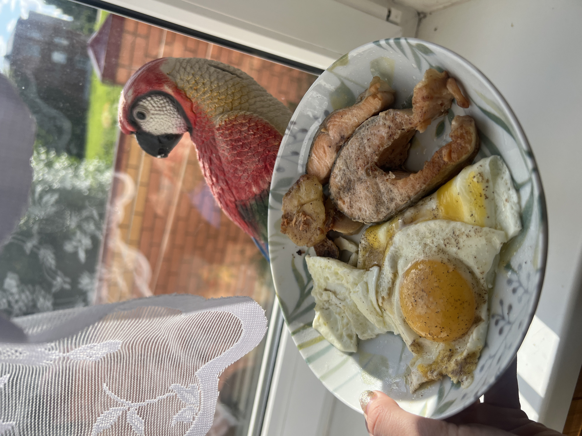 A close-up shot captures a plate of food being held by a person's hand near a window. The plate contains several pieces of cooked salmon and two fried eggs, one with a runny yolk and both seasoned with pepper. A decorative white lace curtain hangs in the foreground, partially obscuring the view outside. Beyond the curtain, through the window, a portion of a house with a red brick wall and greenery is visible, suggesting an outdoor setting. A taxidermied parrot, with red, yellow, and white plumage, is positioned near the window, its head tilted as if observing the food. The lighting suggests it is daytime, with bright sunlight casting shadows on the plate and the windowsill. The overall scene evokes a sense of a home environment, possibly a meal being prepared or enjoyed by a window. There is no visible text in the image.