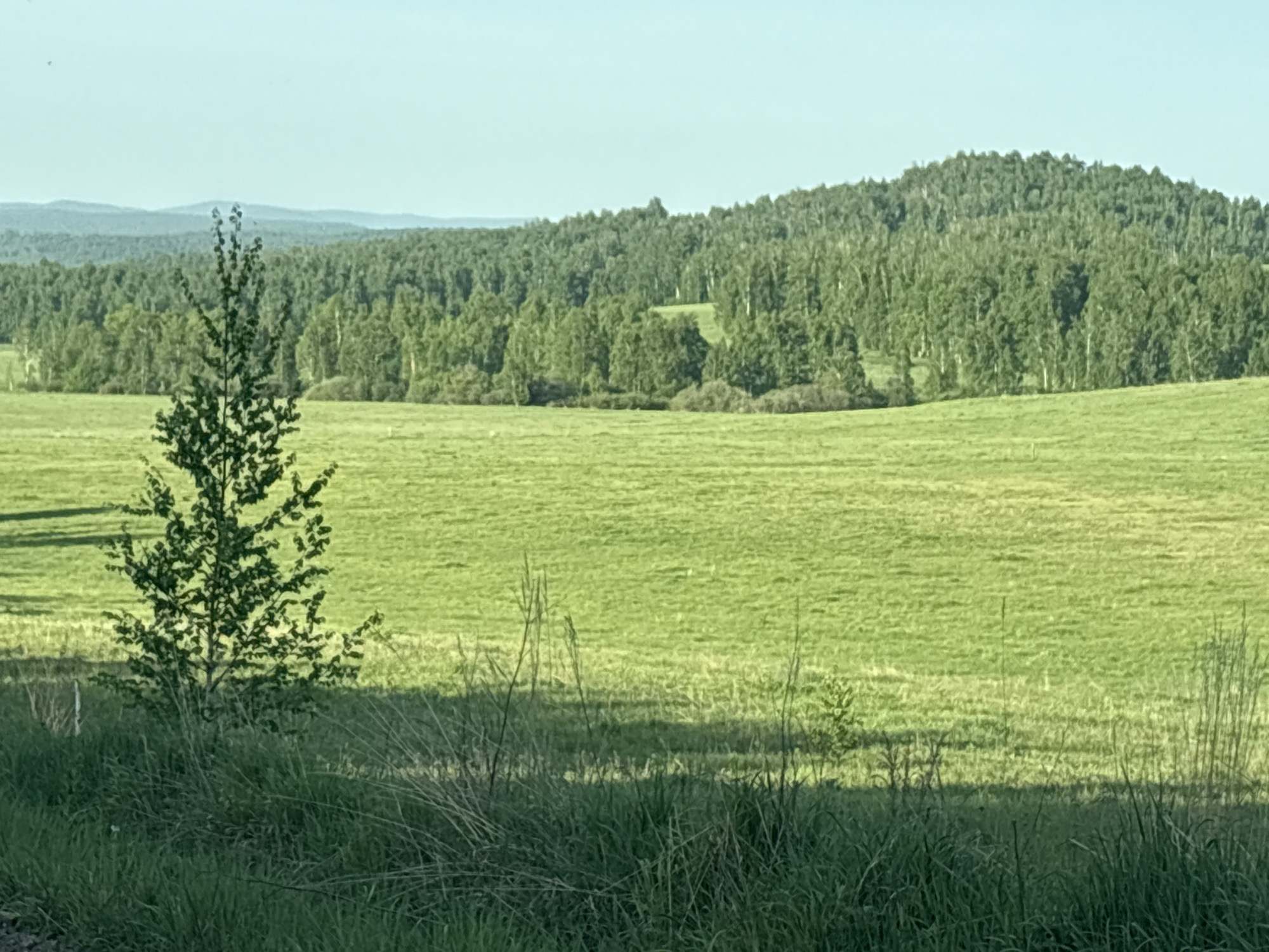 The image shows a green field landscape under a clear sky. A small tree stands on the left side of the frame. In the distance is a hill covered with a dense forest. Mountains are visible in the far background. Grass occupies the foreground, slightly obscuring the view. The location is Unknown, Unknown.