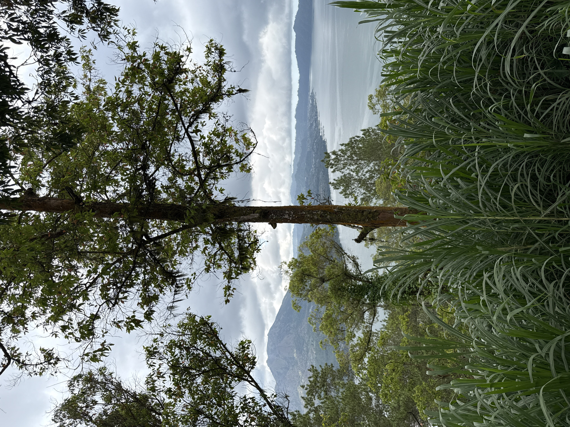 The image shows a landscape scene in Kintamani, Indonesia, with a focus on natural elements. In the foreground, tall, lush green grass or reeds dominate the lower portion of the frame, creating a dense, verdant barrier. Behind the foliage, a large body of water, likely a lake, stretches towards the horizon. The water appears calm with a muted greyish-blue hue.
In the middle ground, a significant mountain dominates the left side of the frame. It is a large, somewhat conical mountain with visible slopes and textures, suggesting a volcanic formation. The mountain is partially obscured by the cloud cover. Scattered trees and vegetation are visible on the slopes of the mountain and around the lake's edge, forming a diverse green landscape.
The background consists of a vast, cloudy sky. The clouds are heavy and grey, creating an overcast atmosphere. The overall lighting is diffused, with no harsh shadows, consistent with an overcast day. The scene is devoid of any human presence, vehicles, or structures, emphasizing the natural beauty of the Kintamani region. The composition is framed by tree branches and foliage in the upper and mid-left areas of the image, adding depth and a sense of looking out onto the vista. The tree in the center of the frame, with its textured bark and sparse leaves, is a prominent feature.