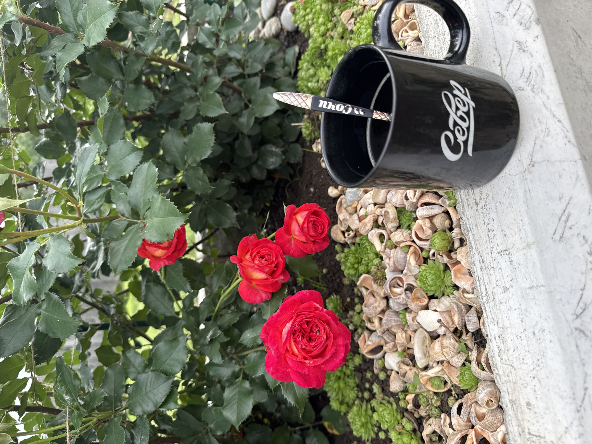A close-up shot showcases a lush green rose bush with several vibrant red and yellow roses in bloom. To the right of the roses, a black coffee mug with the white text "Cecep" is placed on a surface covered with seashells and small green succulents. A thin silver object, possibly a stirrer or a straw, rests inside the mug, with the visible text "COFFEE" on it. The scene appears to be set outdoors, with the natural light suggesting it could be daytime, possibly morning or afternoon, with fair weather. The background is a mix of greenery and the textured ground, creating a slightly rustic and inviting atmosphere. The overall impression is one of a peaceful, possibly personal, moment.