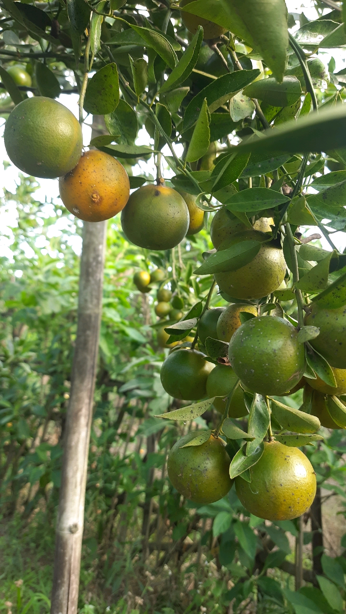 An outdoor medium shot captures a cluster of unripe oranges hanging from a tree in the city of Kebonrejo, Indonesia. The oranges, varying in shades of green and yellow, are clustered together on branches amidst lush green leaves. A rough, weathered wooden pole stands vertically to the left of the frame, its texture contrasting with the smooth surfaces of the fruit. The background consists of a blurred expanse of more greenery, suggesting a dense, natural environment. The lighting is natural, indicating daylight, and the focus is sharp on the oranges, with the background softly out of focus. No people or animals are visible in the frame.