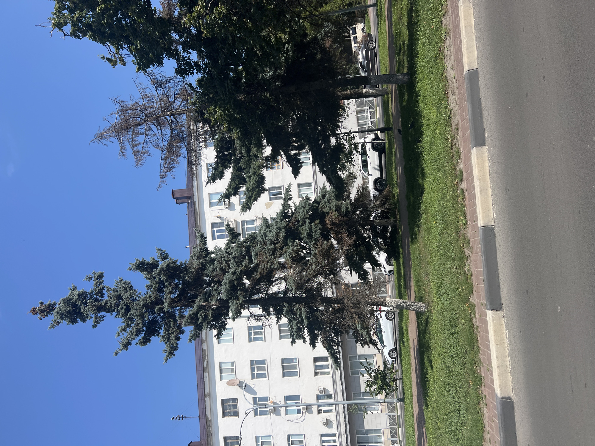 This is a photograph of a street scene in Ulyanovsk, Russia, on a clear, sunny day. In the background, a multi-story white building with many windows lines the street. In front of the building, several trees are visible, including tall evergreen trees and a dry, leafless tree. Cars are parked or driving along the street, including a white SUV, a white sedan, and a dark sedan. The foreground shows a paved road, a sidewalk with red brick and gray concrete edging, and a grassy area. The overall impression is of a typical urban environment.