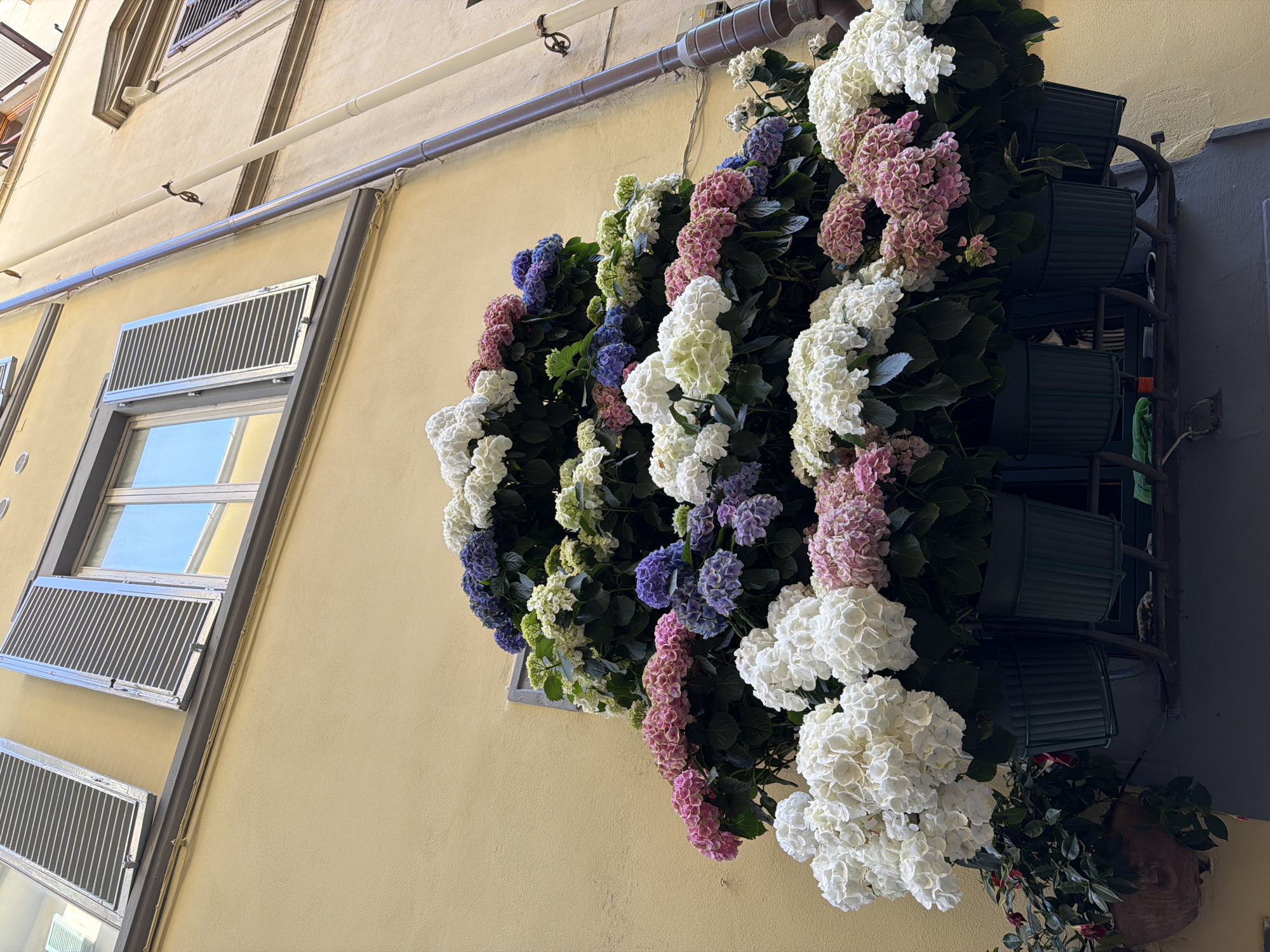 A low-angle shot captures a building façade in Florence, Italy. The building's exterior is painted a light yellow and includes at least two shuttered windows with a view of the blue sky. A vertical arrangement of green flower pots attached to a dark metal structure extends along the building's edge. The pots overflow with a variety of colorful hydrangeas in white, pink, purple, and green. A light-colored drain pipe runs horizontally along the building above the flowers.