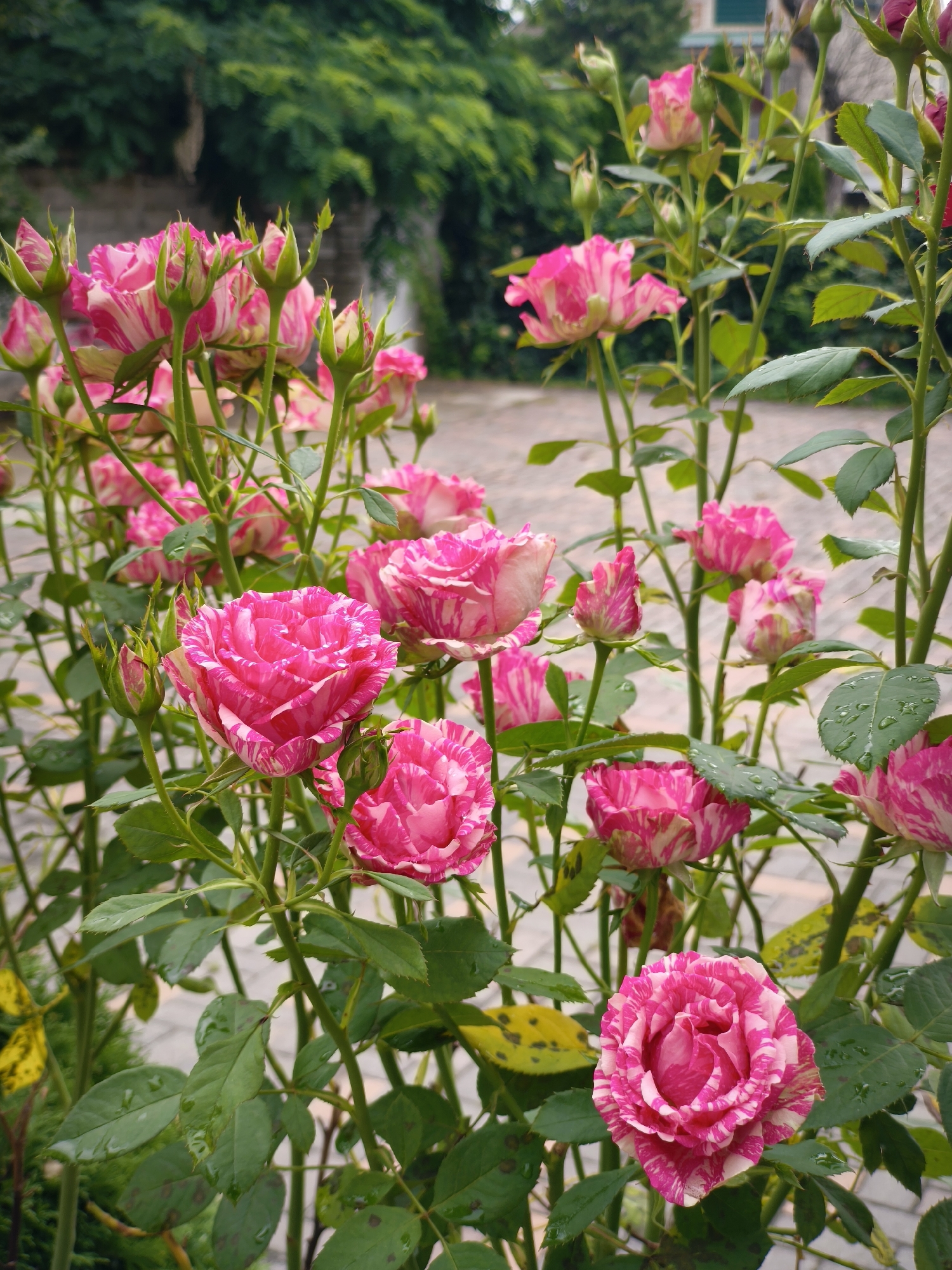 The image depicts a close-up of a rose bush with multiple pink and white striped roses and buds. The roses are in various stages of bloom, with some fully open and others still tightly closed. The petals are delicate and ruffled, with vibrant streaks of pink and white. Green leaves, some with water droplets, surround the flowers. The background is softly blurred, showing hints of greenery and a paved surface, suggesting an outdoor garden setting. There are no people visible in the image. The scene appears to be a well-maintained garden, likely in an urban or suburban environment, but the specific location in Nevinnomyssk, Russia, is not discernible from the visual information provided.