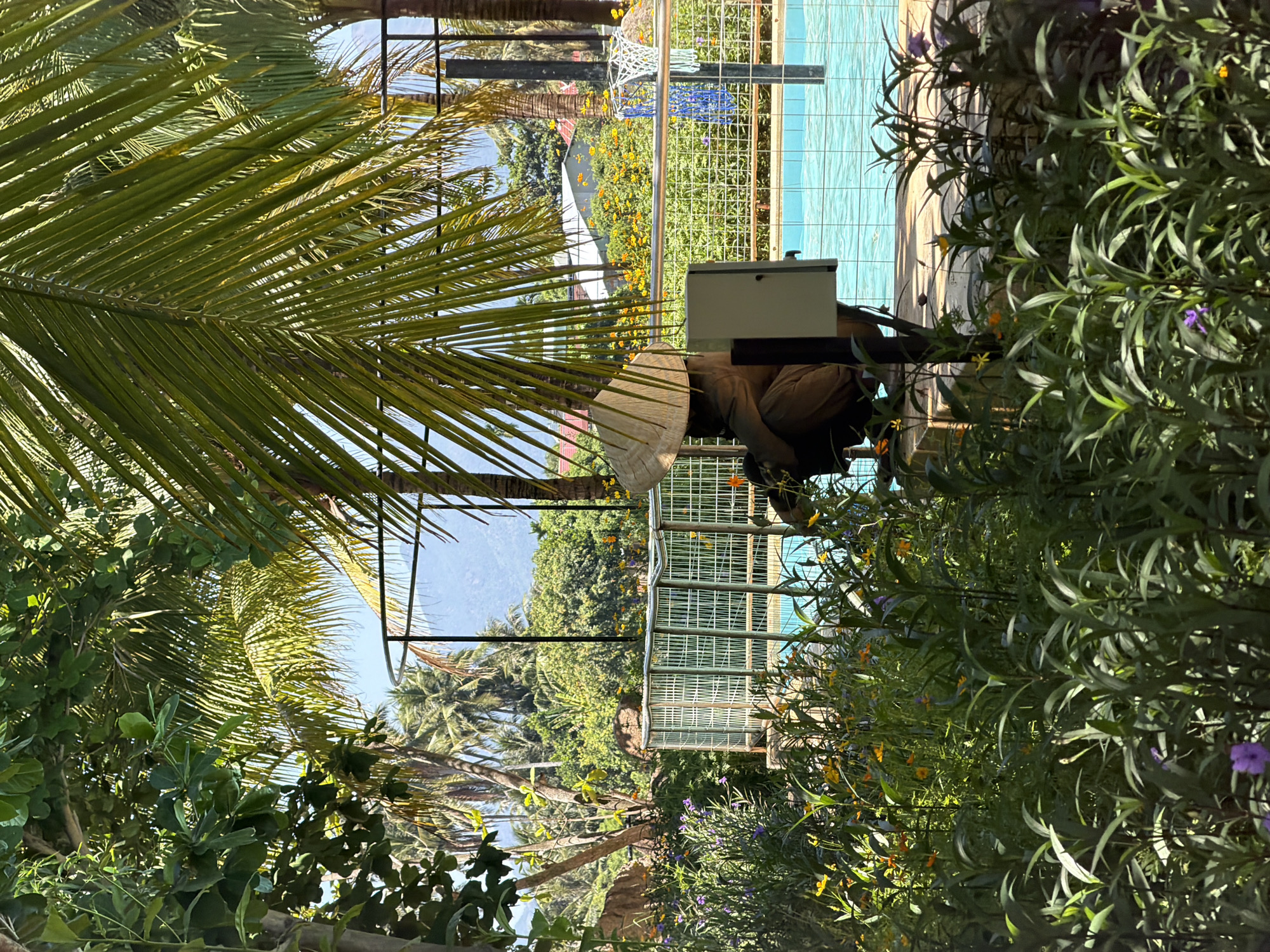 In the city of Tay Nha Trang Ward, Vietnam, a tranquil scene unfolds near a swimming pool. A lone figure, wearing a conical hat and seated, is partially obscured by lush greenery. The swimming pool, with its bright blue water, is fenced off by a metal railing. Beyond the pool, a vibrant landscape of palm trees, other foliage, and distant mountains stretches under a clear sky. The foreground is dominated by a dense array of plants, including small orange and purple flowers, adding to the serene atmosphere. The presence of a basketball hoop suggests recreational activities in the vicinity.