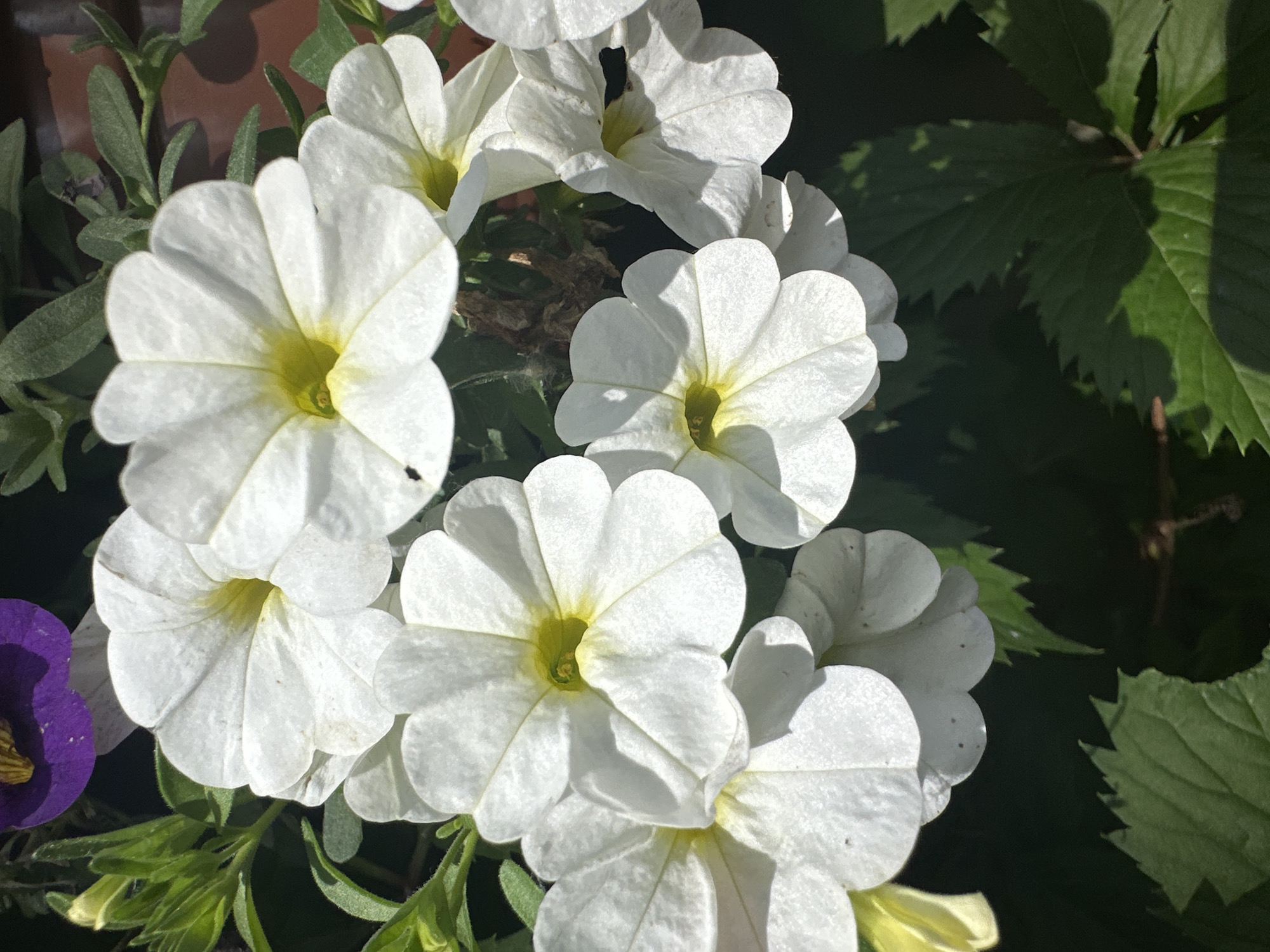 A close-up shot captures a cluster of white petunia flowers, their delicate petals unfurling towards the sunlight. The flowers are the primary subjects, filling most of the frame. Their trumpet-shaped blooms are predominantly white, with hints of pale yellow in their centers. Some of the petals show subtle imperfections, like small dark spots or slight creases, adding to their natural charm.
Behind the petunias, lush green foliage provides a soft backdrop. To the left, a single purple petunia flower peeks into the frame, offering a vibrant contrast to the otherwise monochromatic white blooms. The lighting suggests it is daytime, with sunlight casting dappled shadows across the petals and leaves, indicating a partly sunny environment.
In the upper left corner, a muted reddish-brown surface, possibly a brick wall or terracotta pot, is partially visible, hinting at an outdoor garden or patio setting. The overall scene evokes a feeling of natural beauty and tranquility. The image does not contain any visible text. The location context is Łódź, Poland.