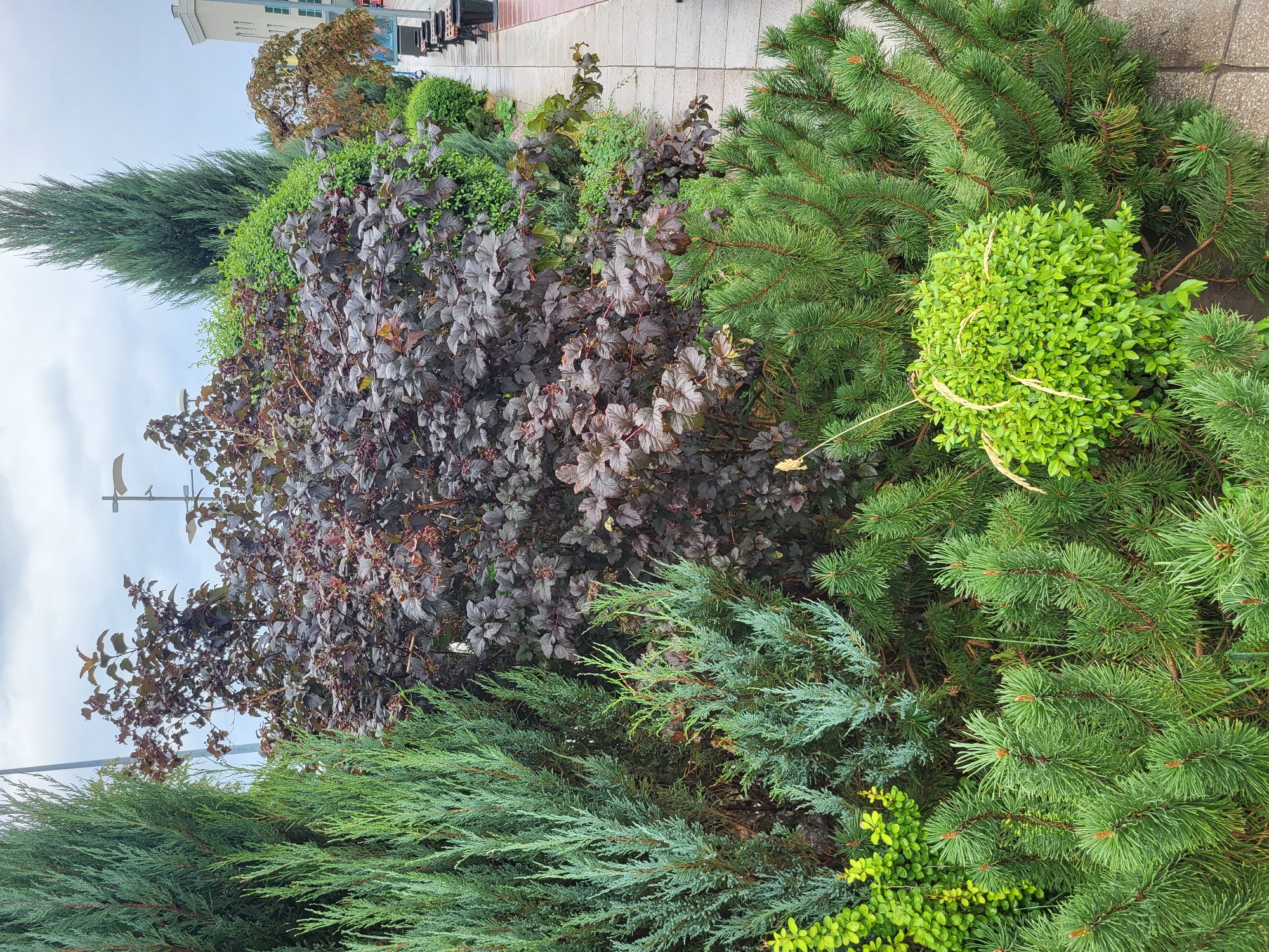 The image depicts a well-maintained public green space with a variety of plants, including evergreen shrubs and trees. In the foreground, several pine trees with dense, green needles are visible. Behind them, a dark-leaved shrub with small, textured leaves dominates the center of the frame. To the left, a tall, conical evergreen tree stands next to a lighter green, feathery evergreen shrub. Further to the right, a paved walkway lined with dark benches and planters extends into the distance, bordered by a manicured hedge and a building. The sky is overcast, suggesting a cool or rainy day. The scene appears to be a street or park area within the city of Astana, Kazakhstan, given the architectural style of the building and the urban landscaping elements. There are no people visible in the image.